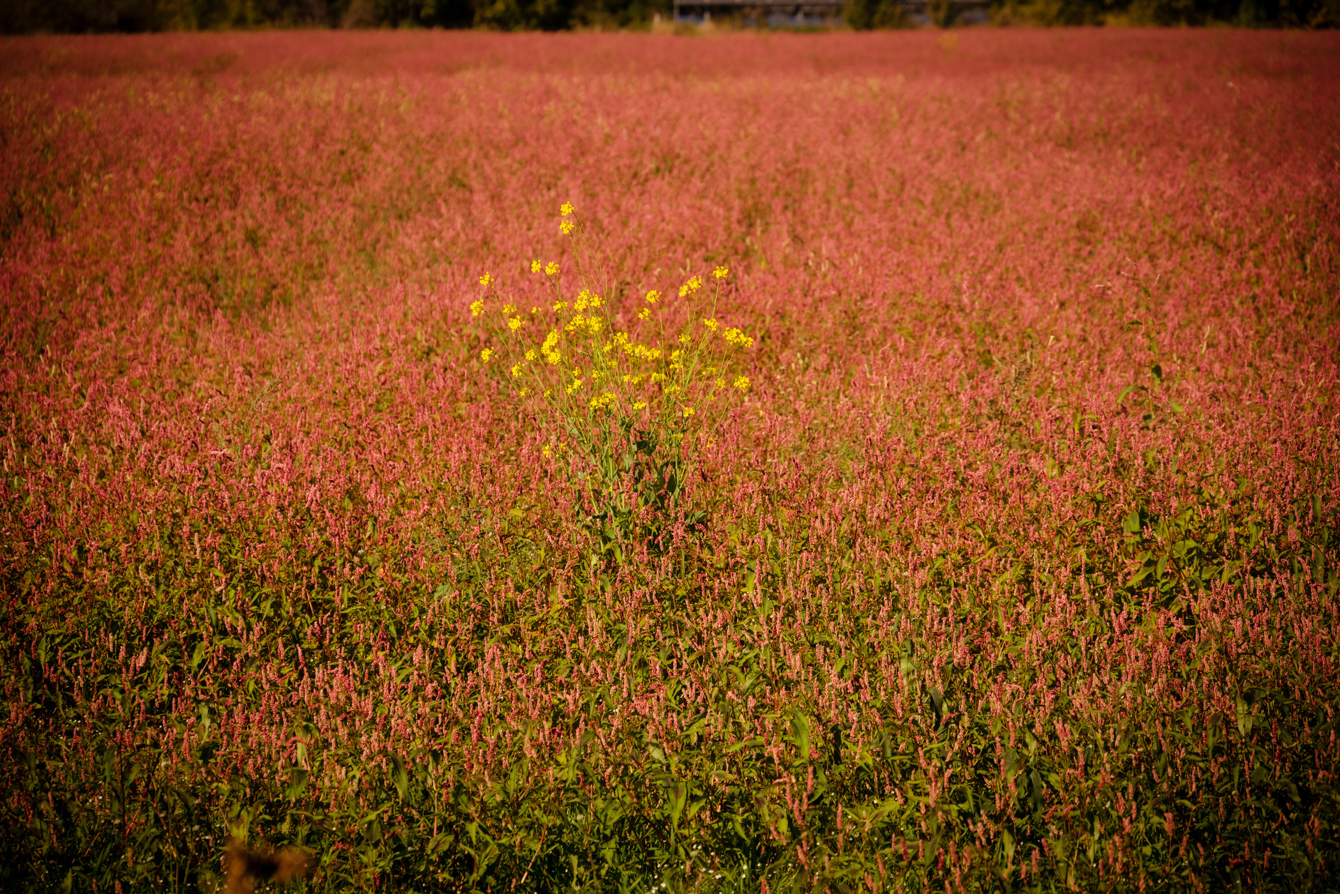 All colors one, Hokkaido