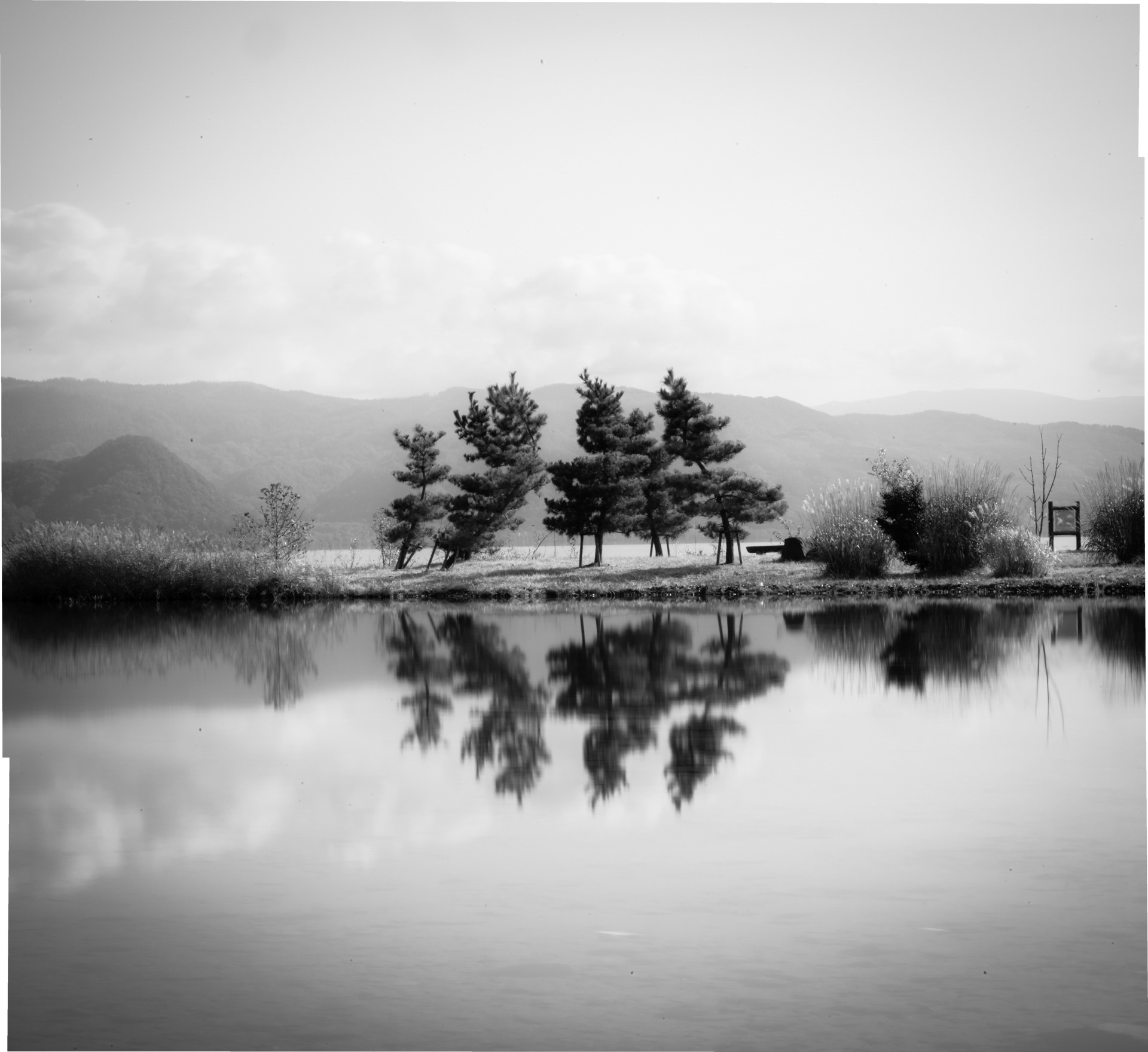 Trees, Lake Towed