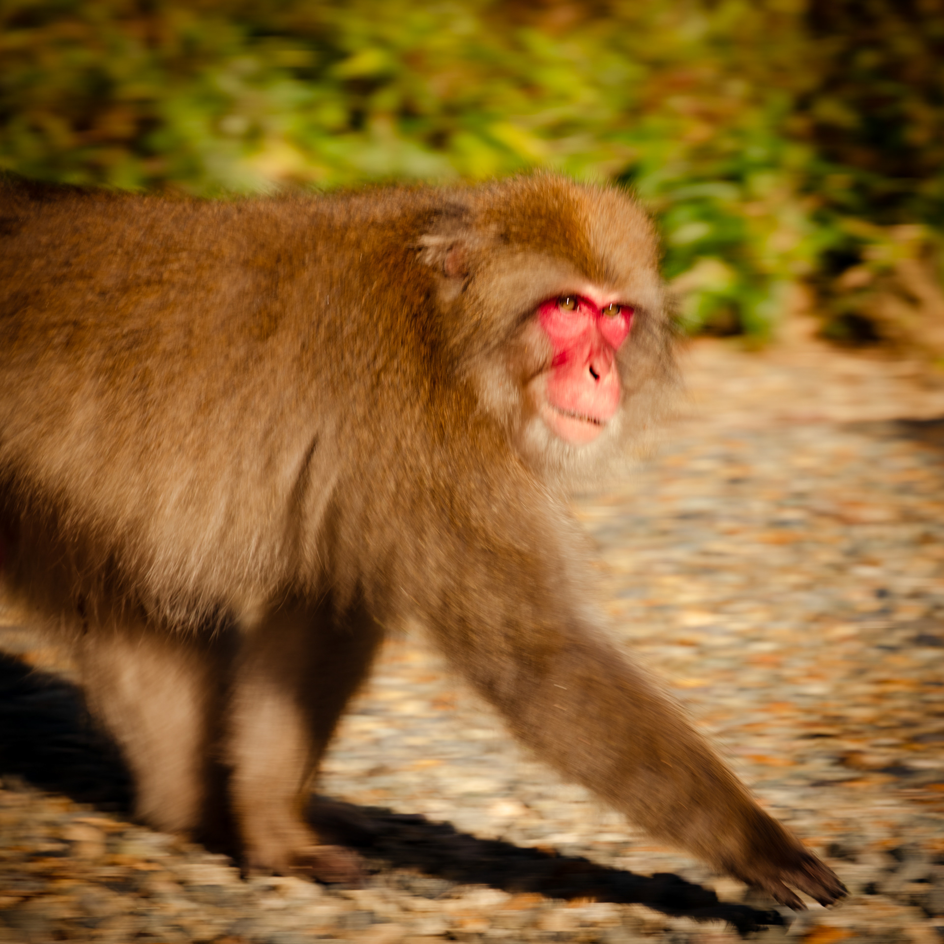 Snow monkey 2