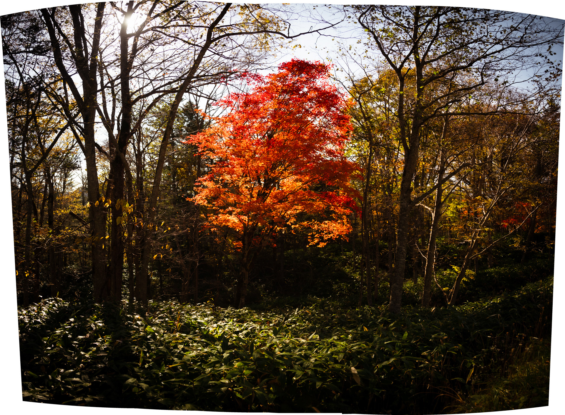 All colors five, Hokkaido