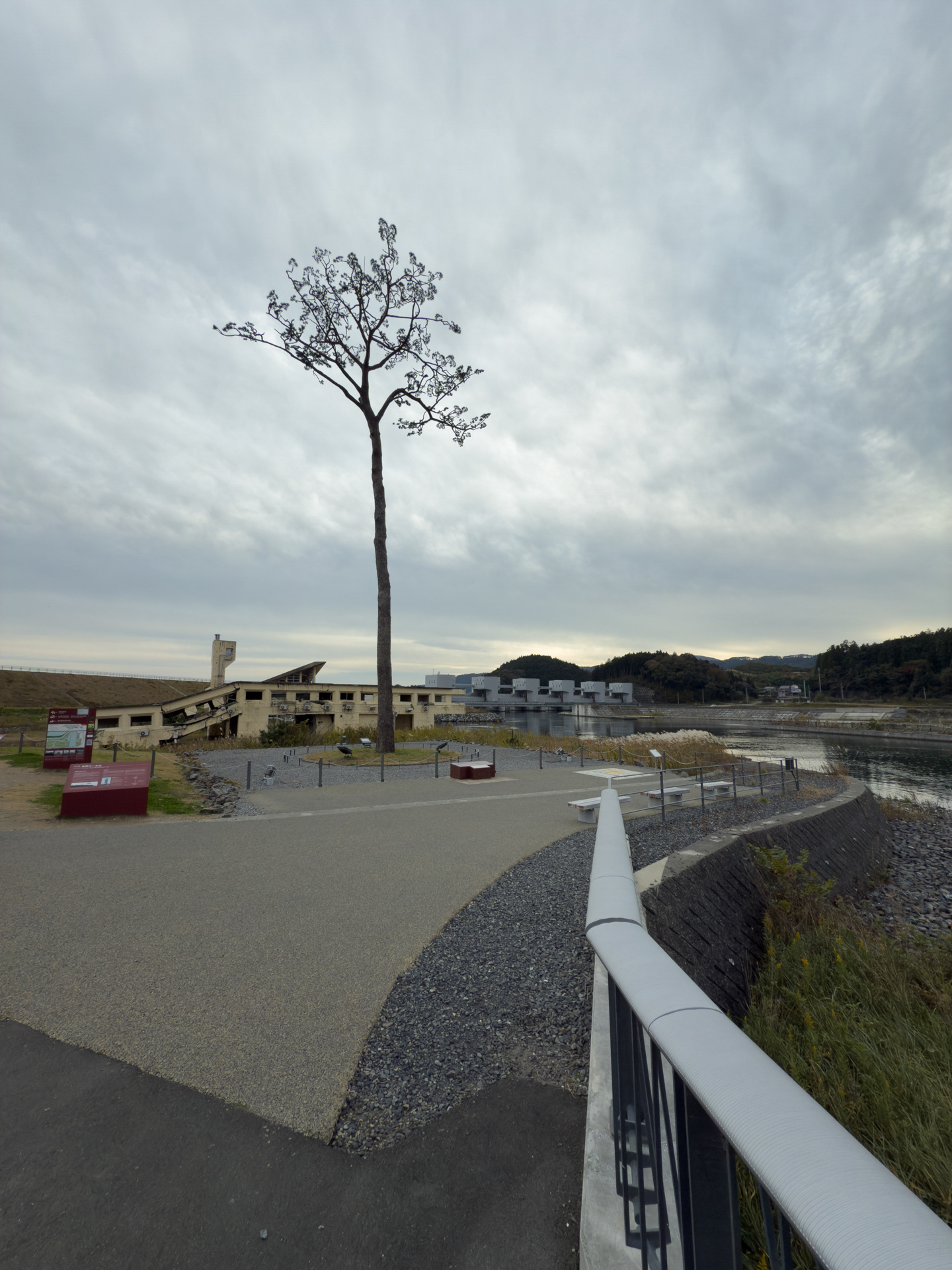 Last tree in Sendai