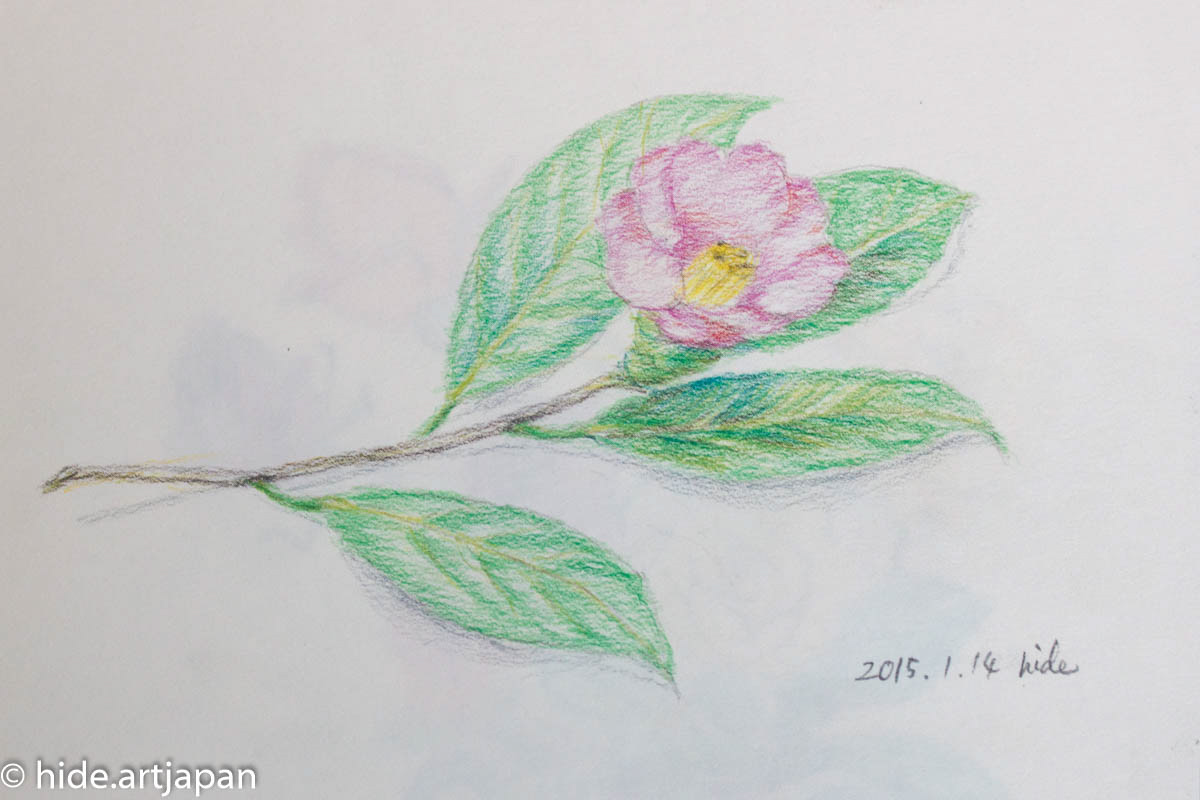 camellia