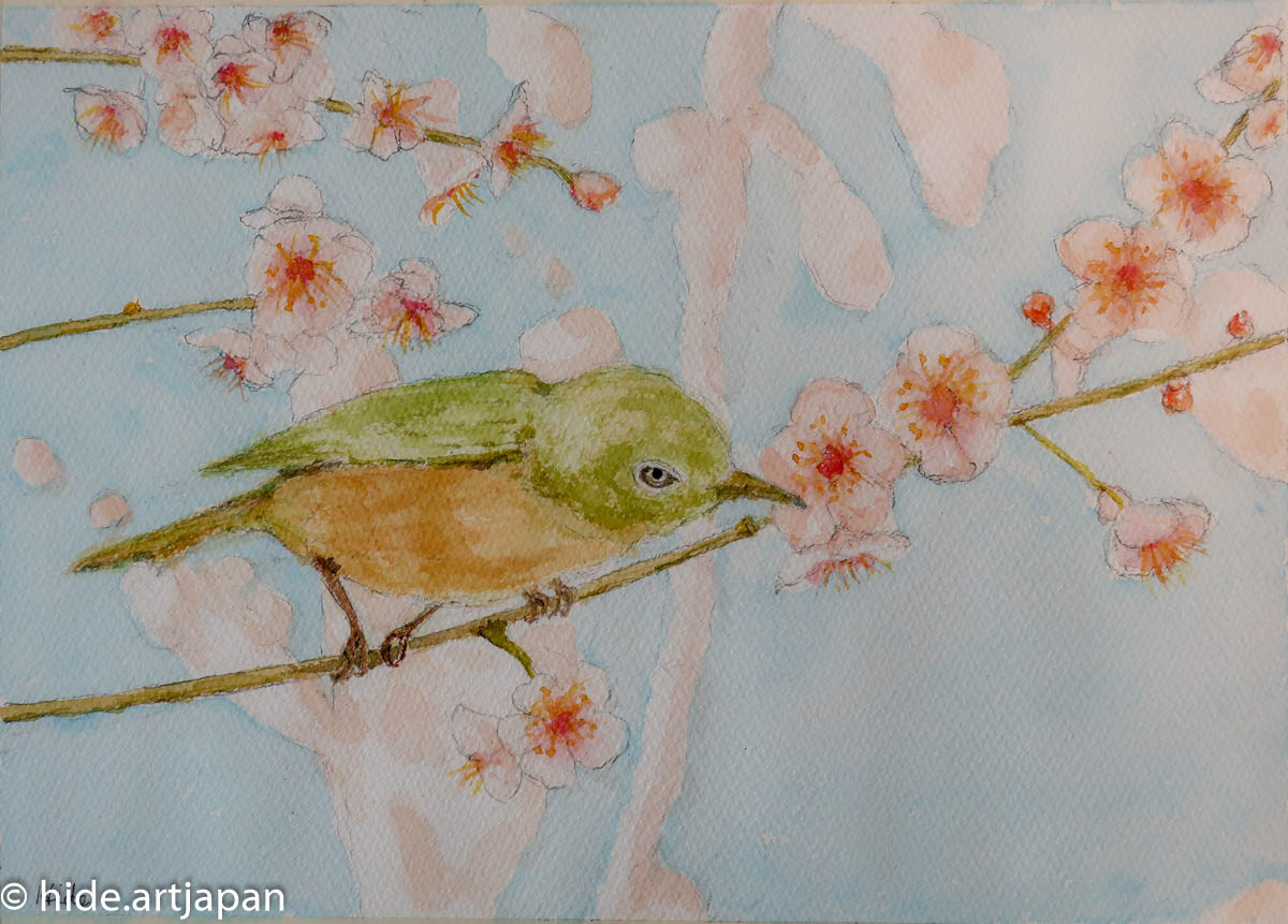 Japanese white-eye