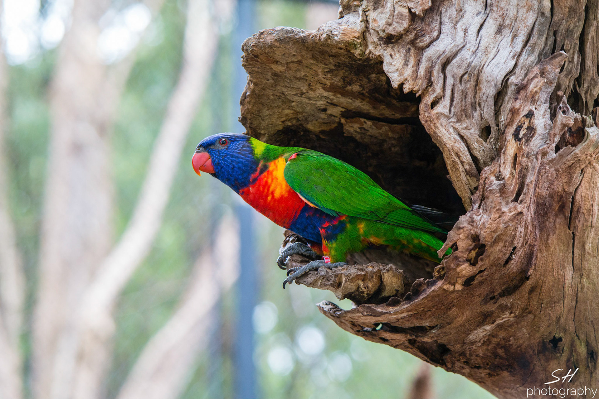 Lorikeet