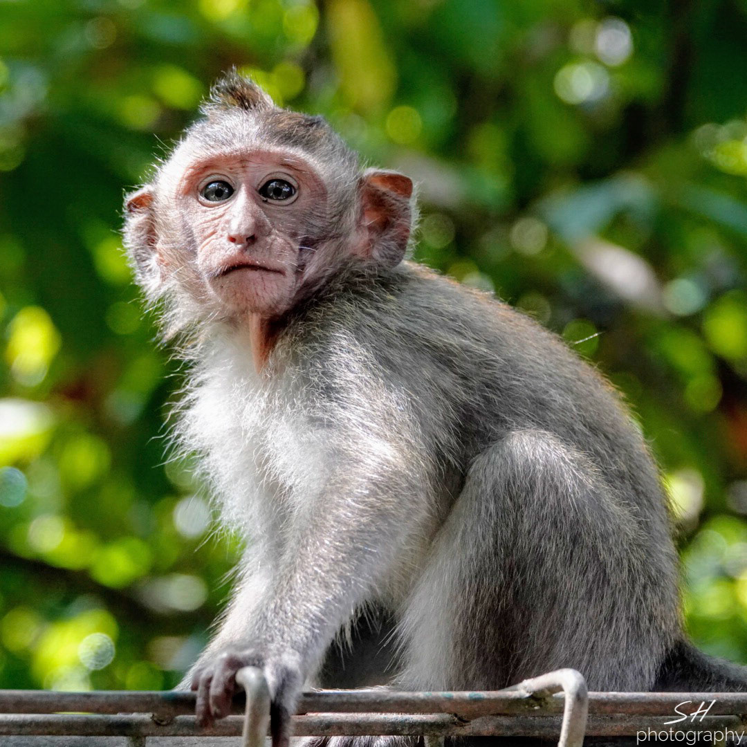 Balinese long-tailed Monkey at Ubud Monkey Forest