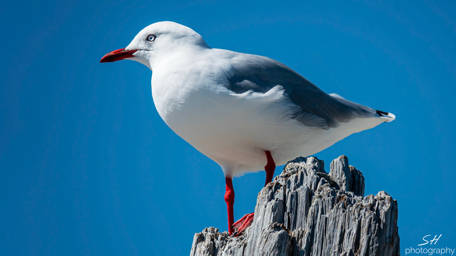 http://nzbirdsonline.org.nz/species/red-billed-gull