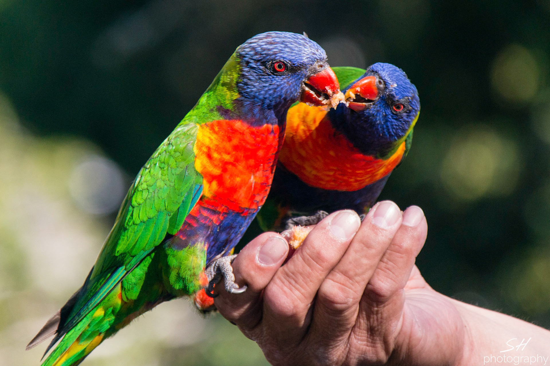 Lorikeets