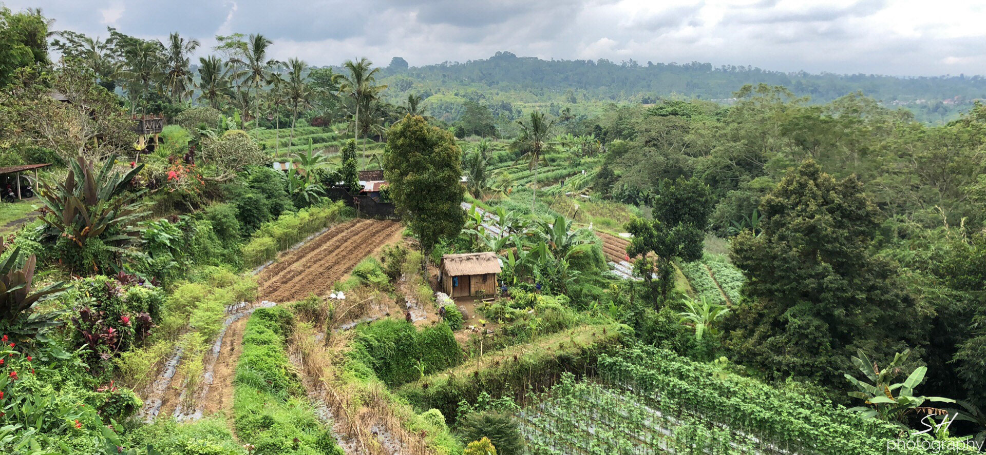 Balinese Fields