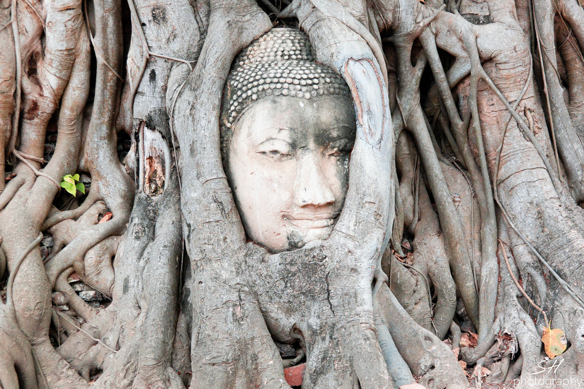 Buddha