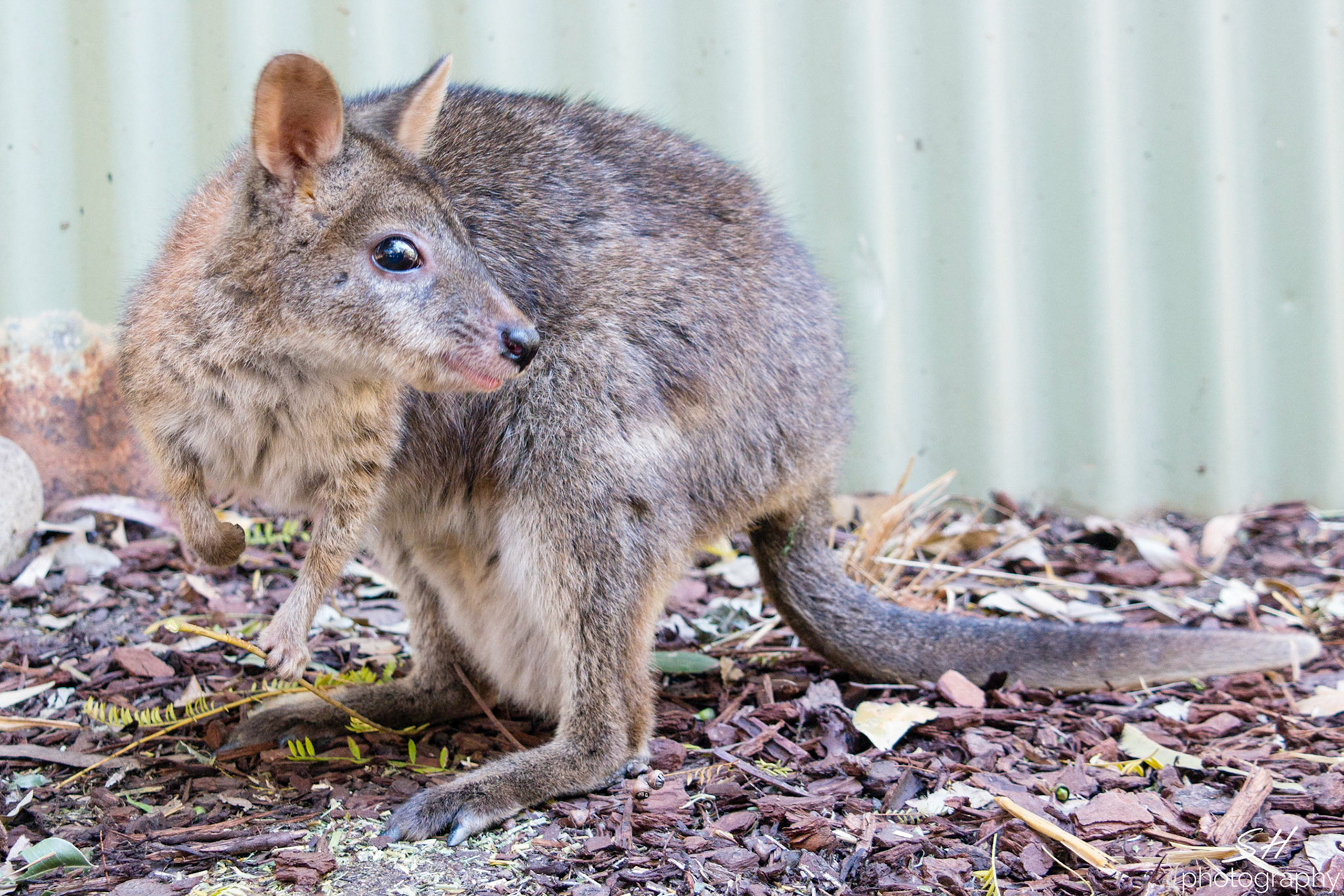 Wallaby