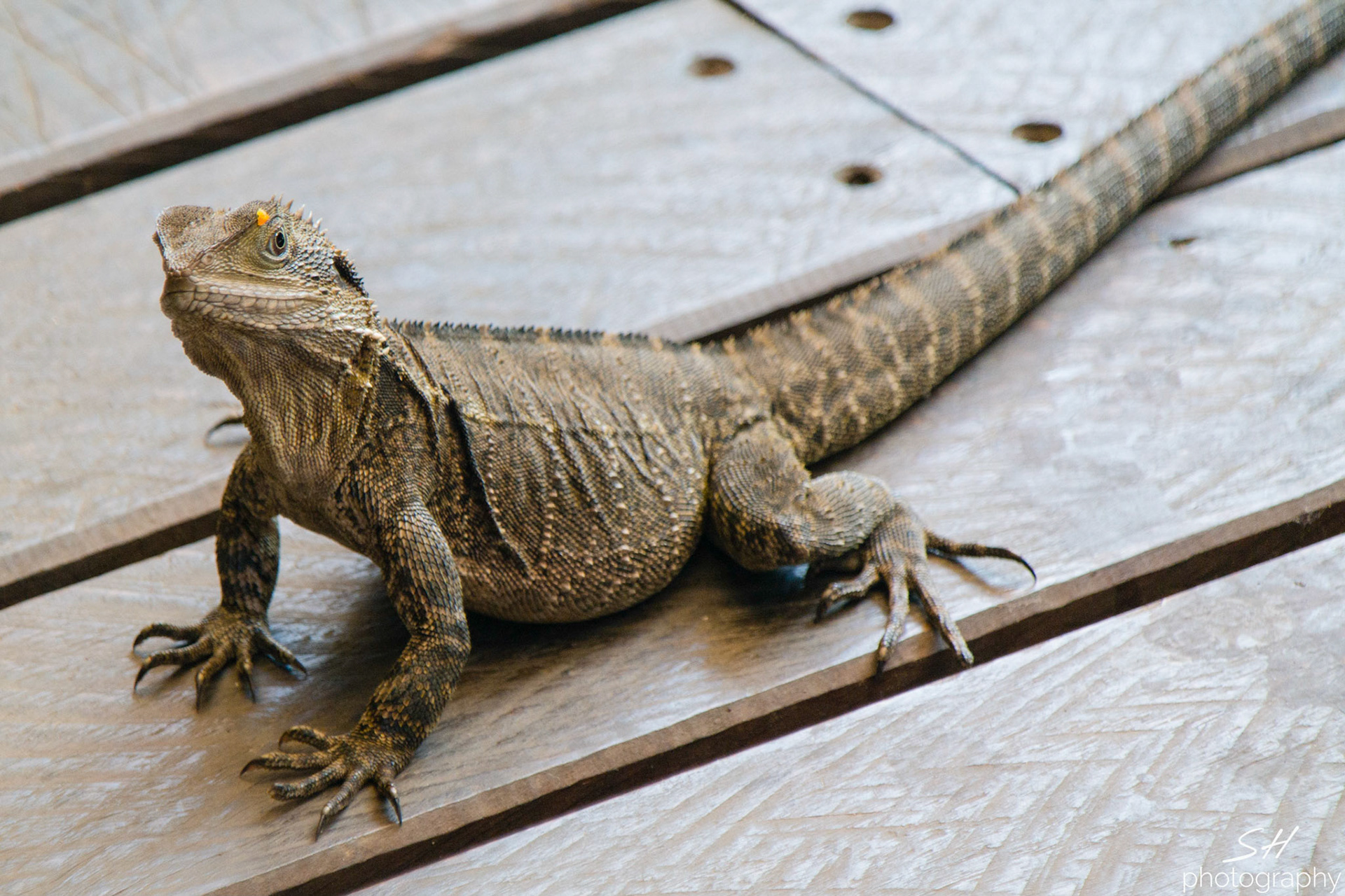 Australian Water Dragon