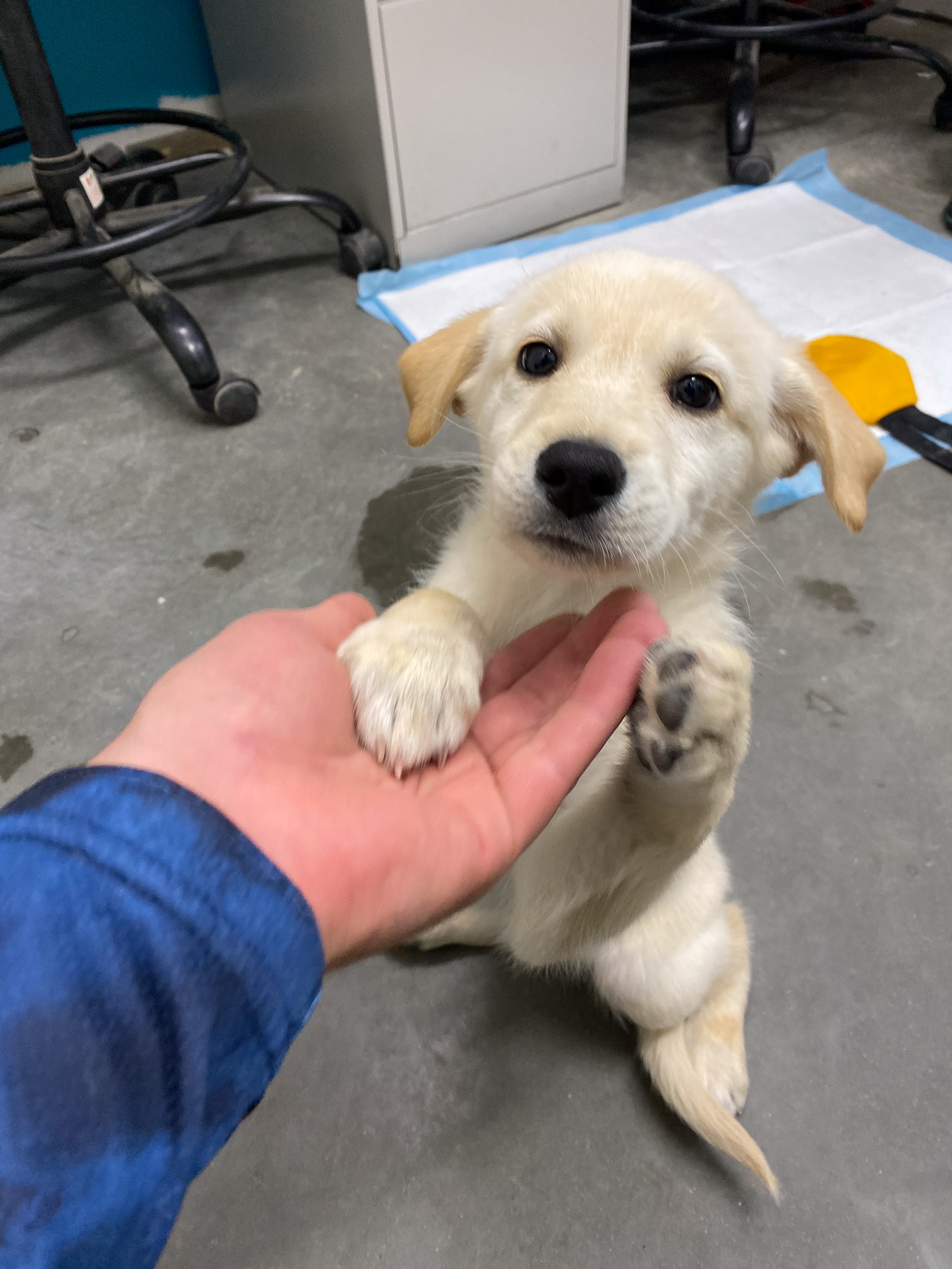 Foster puppy from NWT SPCA