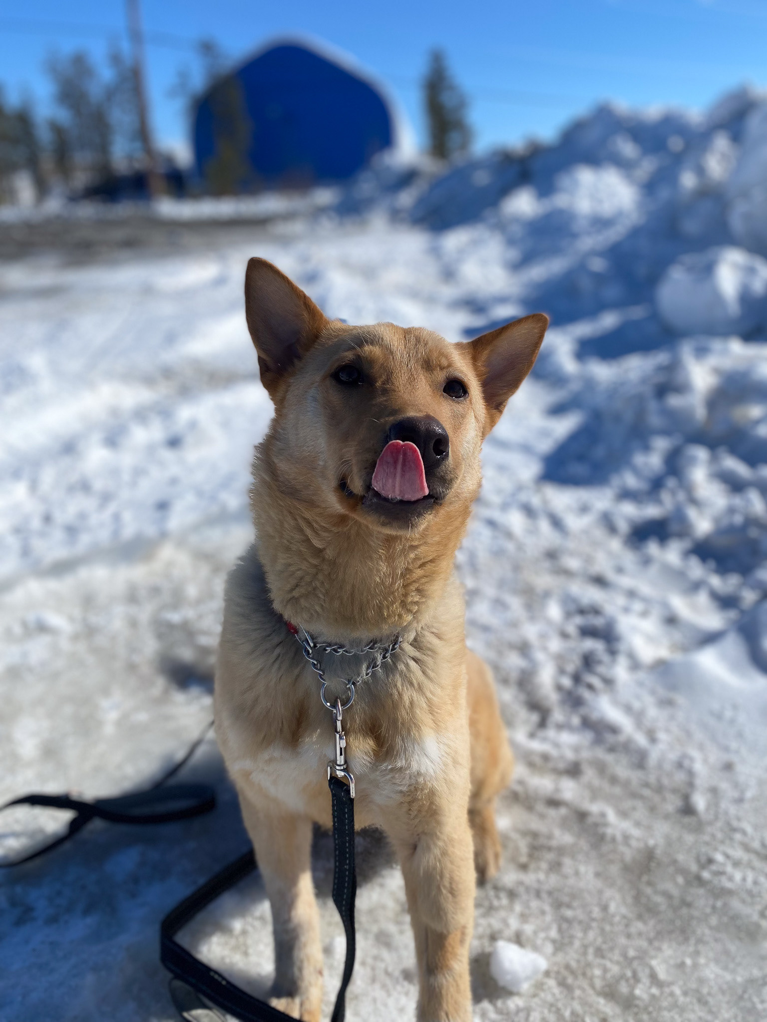 Penny - NWT SPCA, Yellowknife, Canada