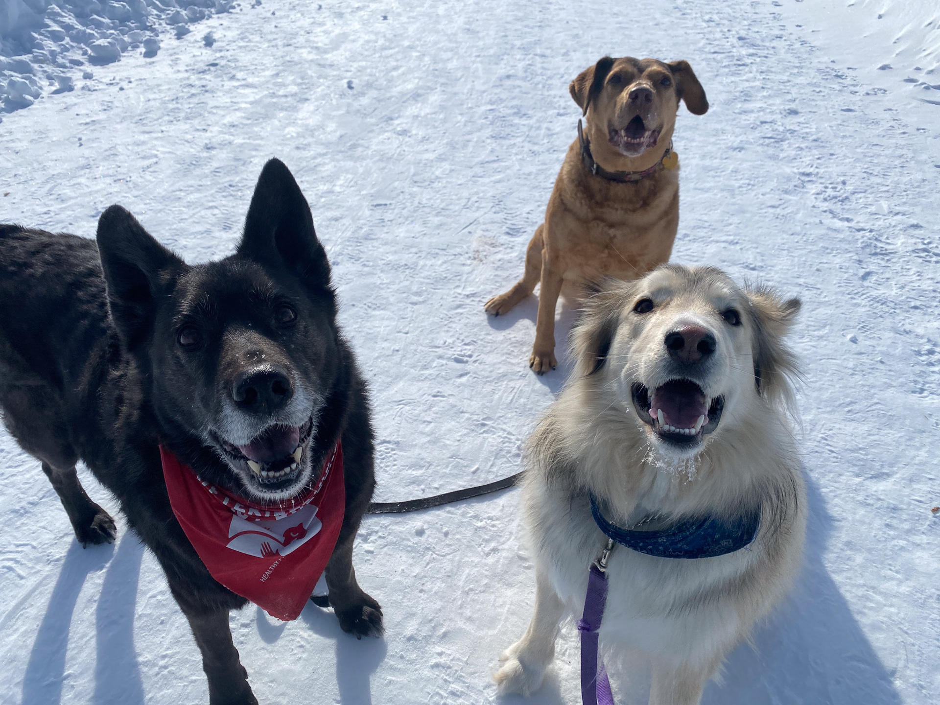 NWT SPCA, Yellowknife, Canada
