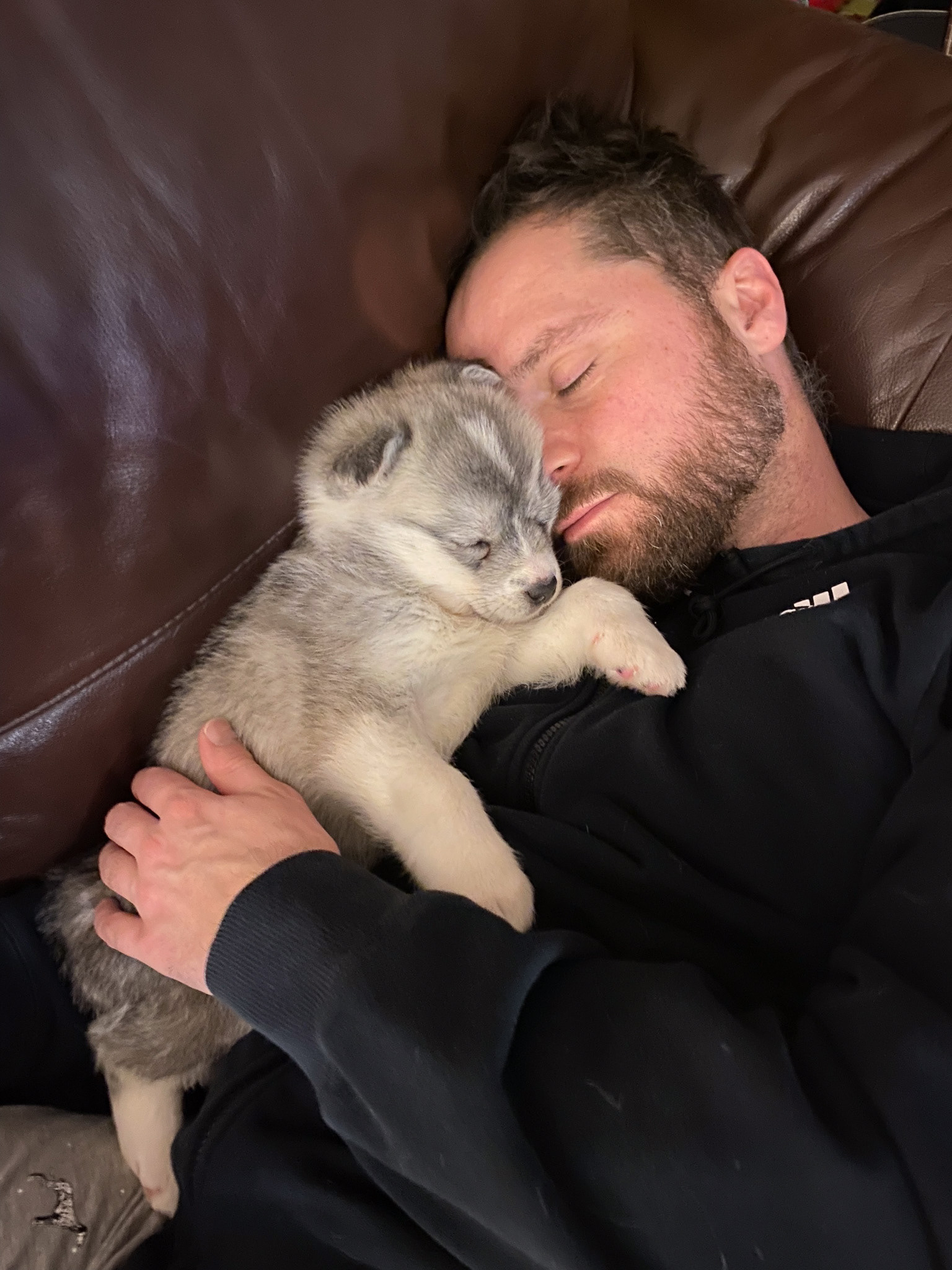 Foster puppy - Yellowknife, NWT