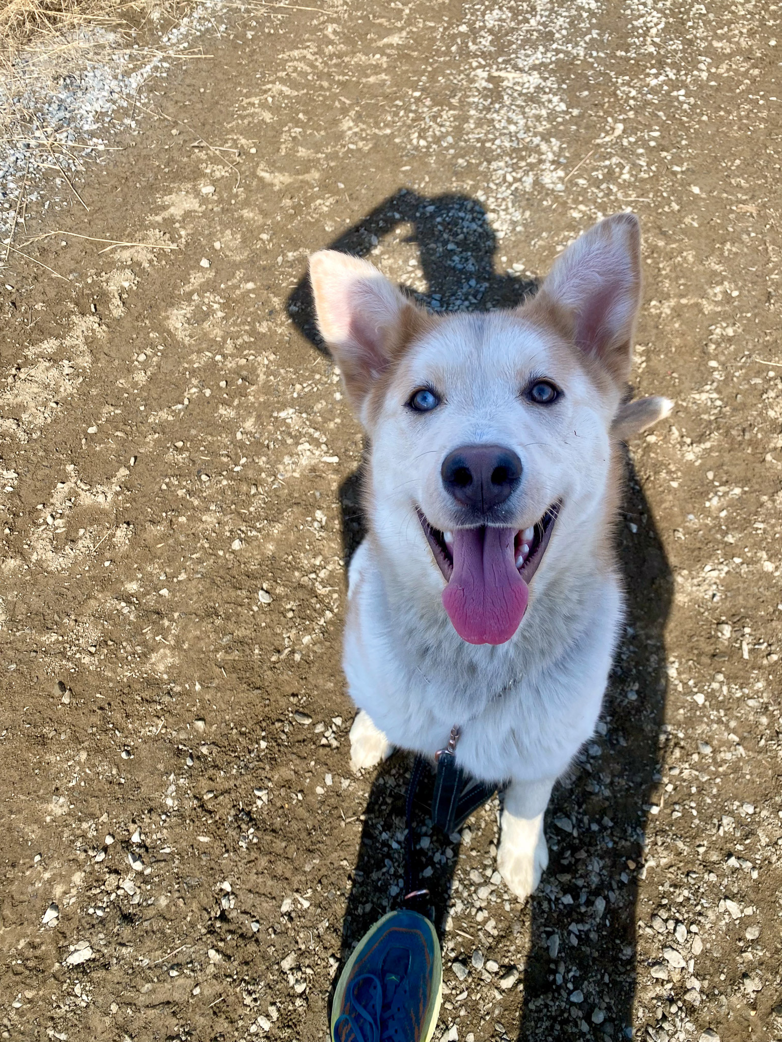 Yeti - NWT SPCA, Yellowknife, Canada