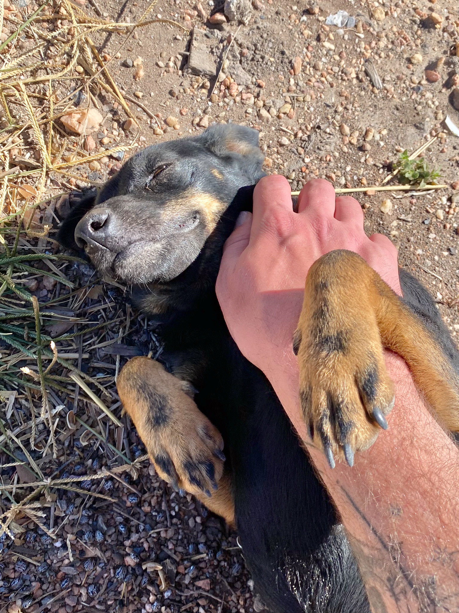 Pretinha enjoying some scritches, São Jorge, Goias, Brazil
