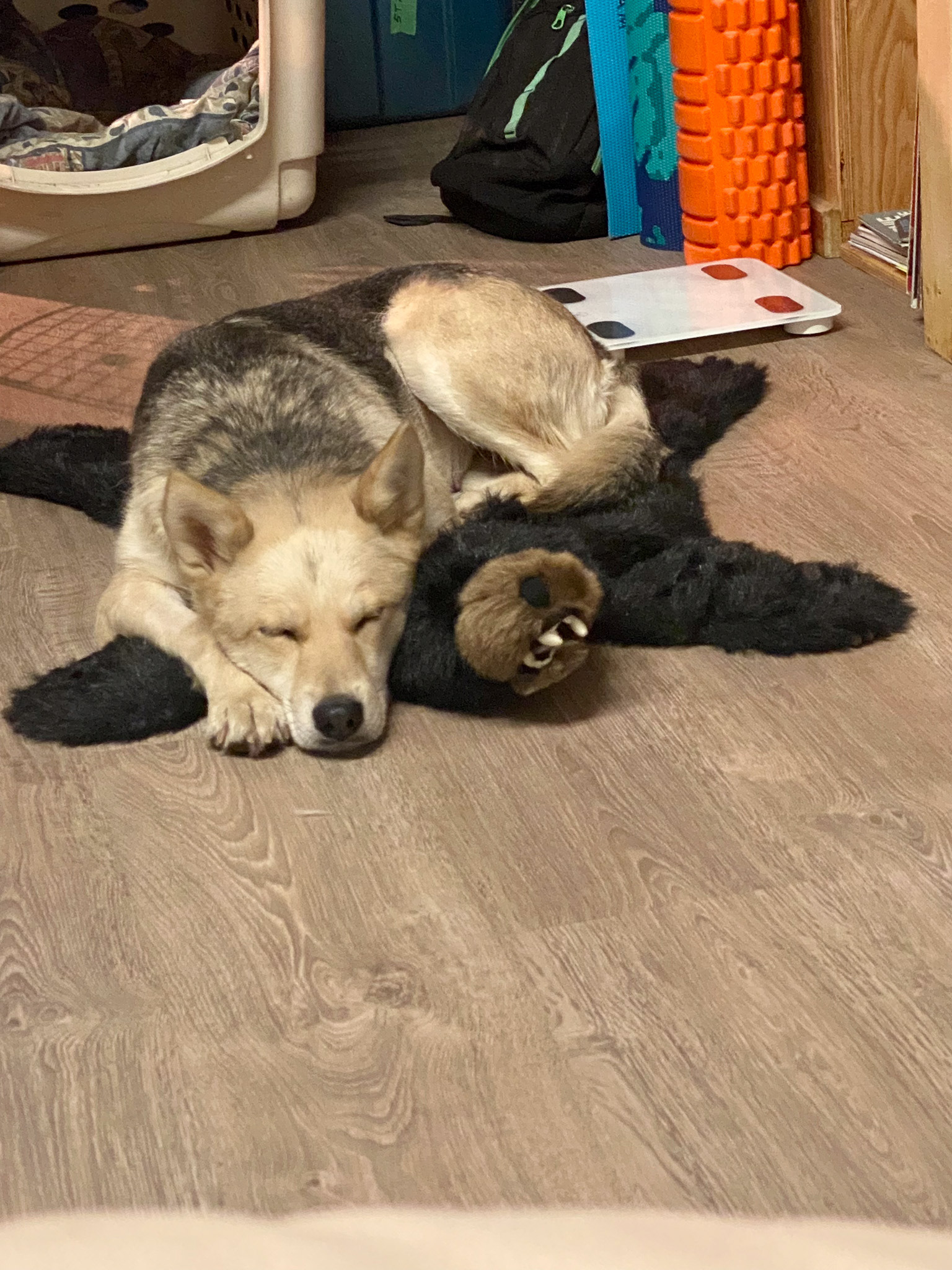 Trout - Foster dog with HEART Dog Rescue