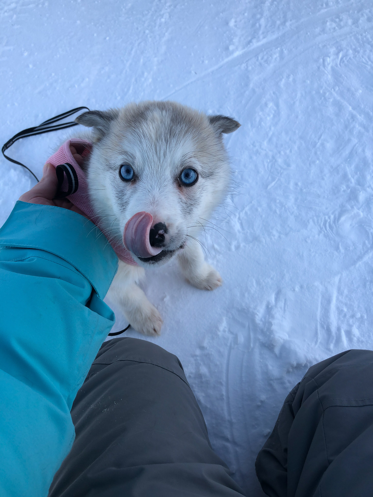 Foster puppy - Yellowknife, Canada