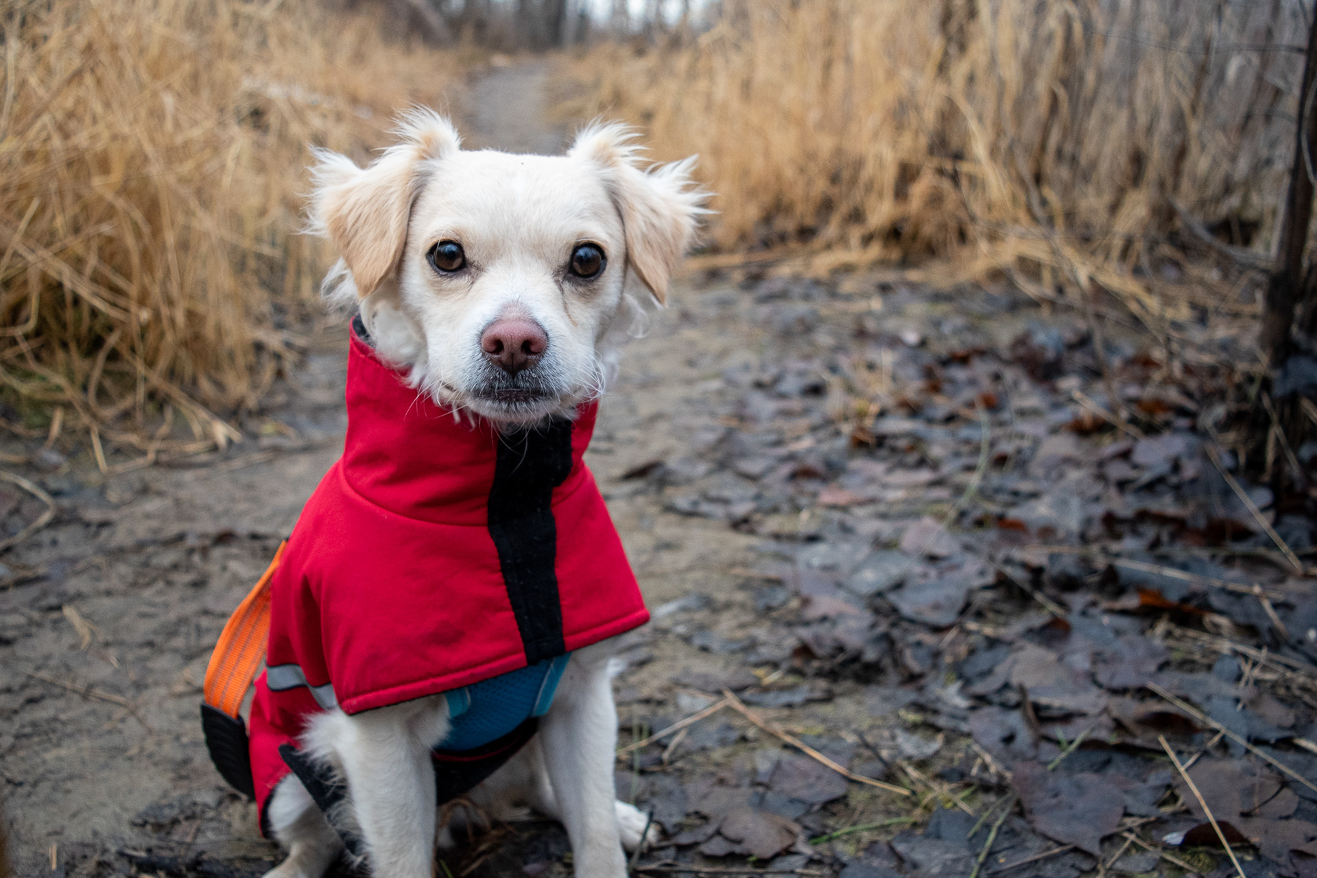 Fostering Tommy through Paws It Forward