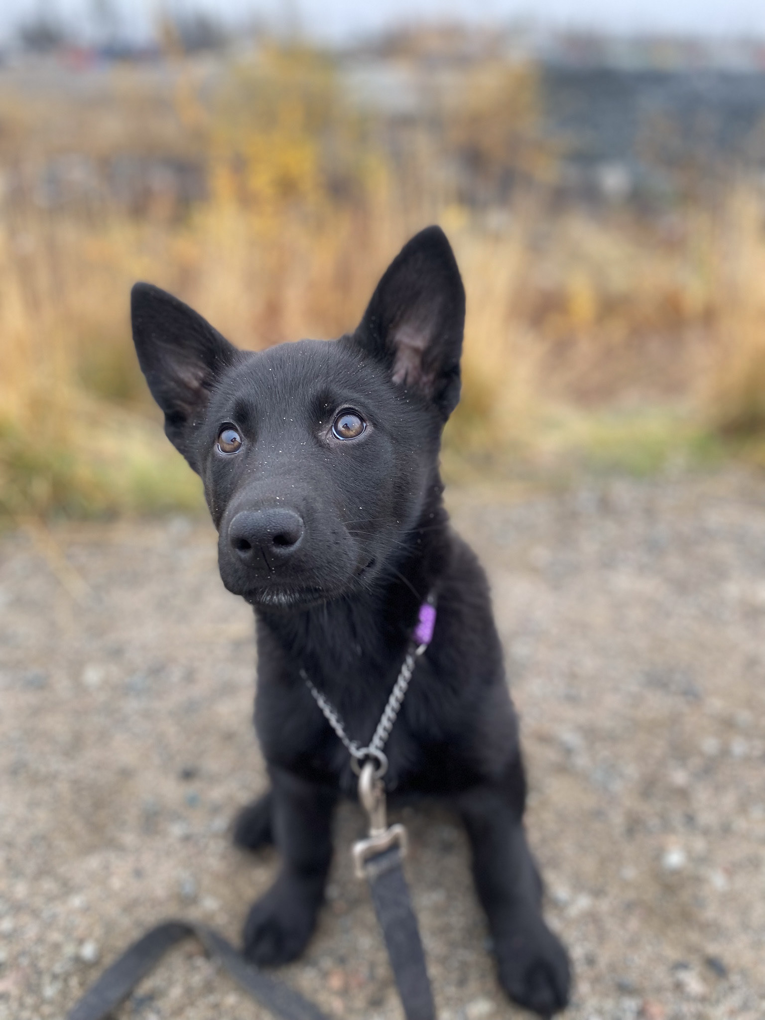 Volunteer dog-walking with NWT SPCA, Yellowknife, Canada