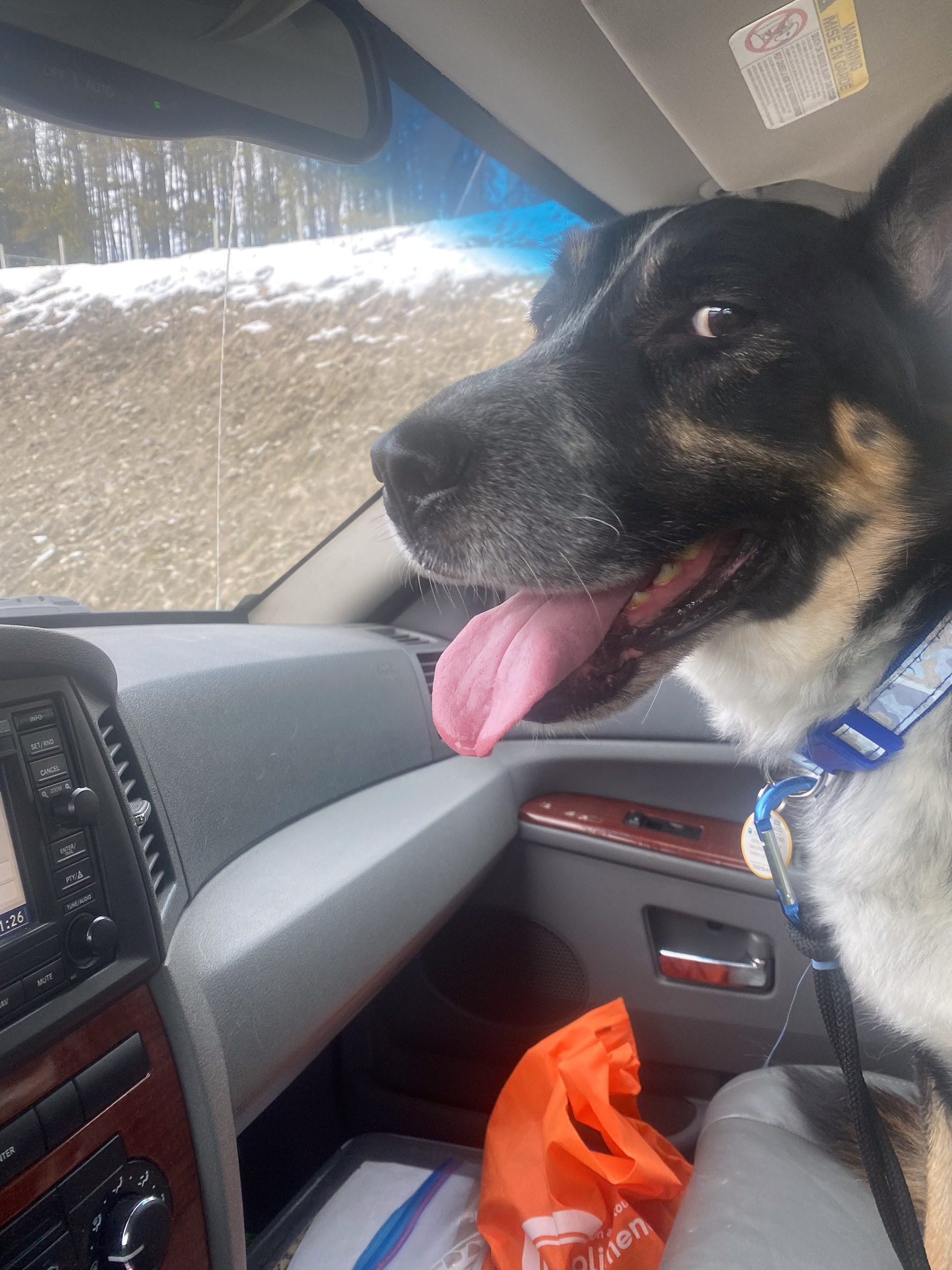 Transporting Rusty for HEART Dog Rescue