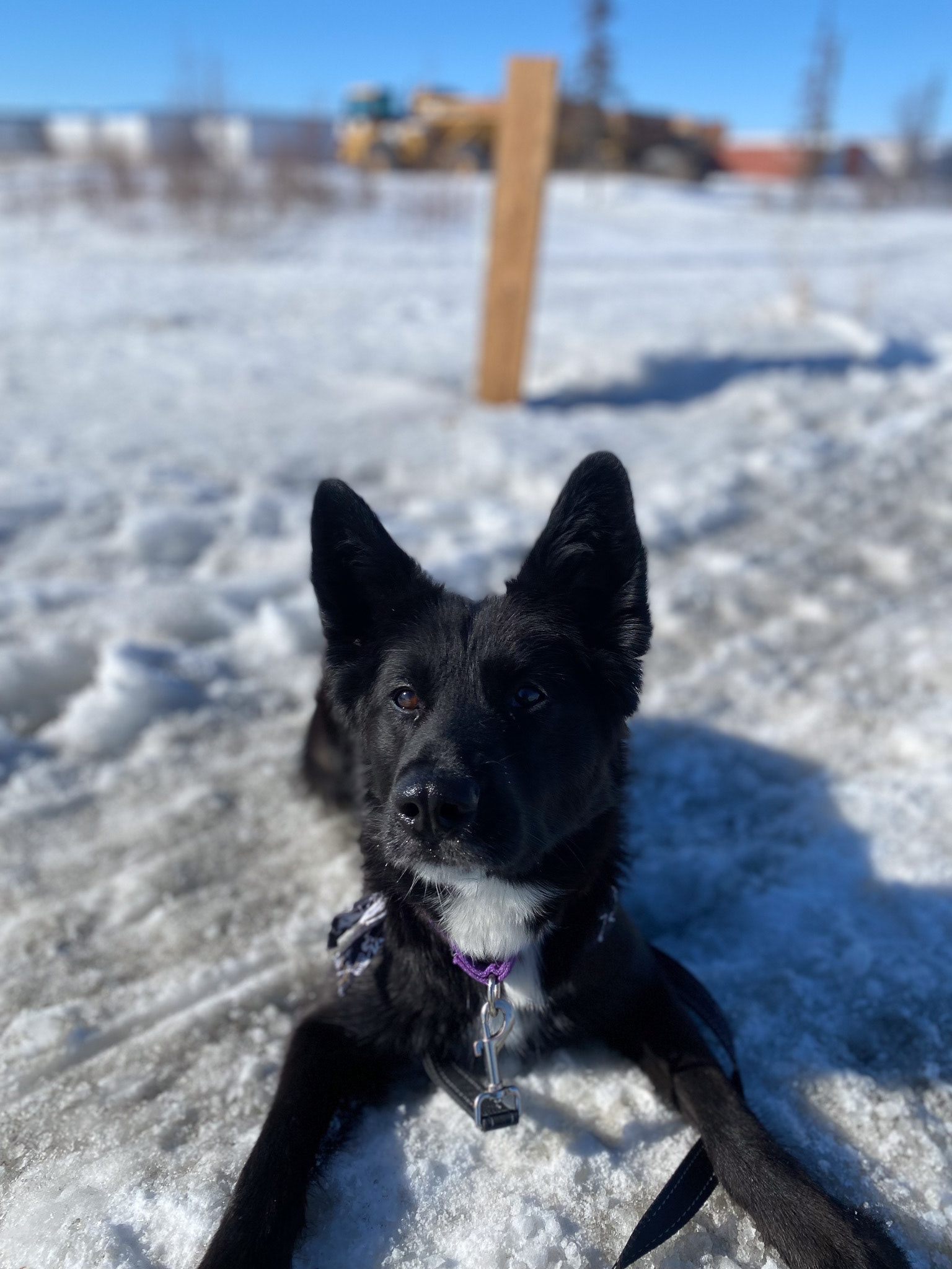 Volunteer dog-walking with NWT SPCA, Yellowknife, Canada