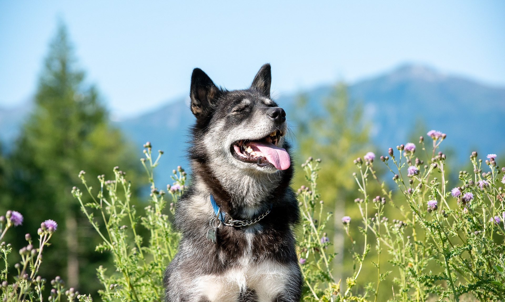 Foster dog Naja