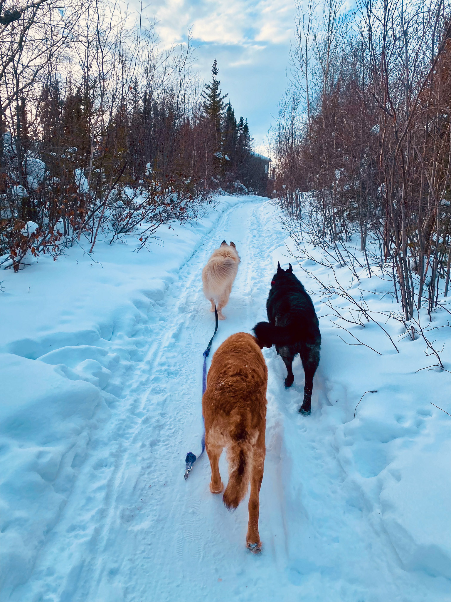 NWT SPCA, Yellowknife, Canada