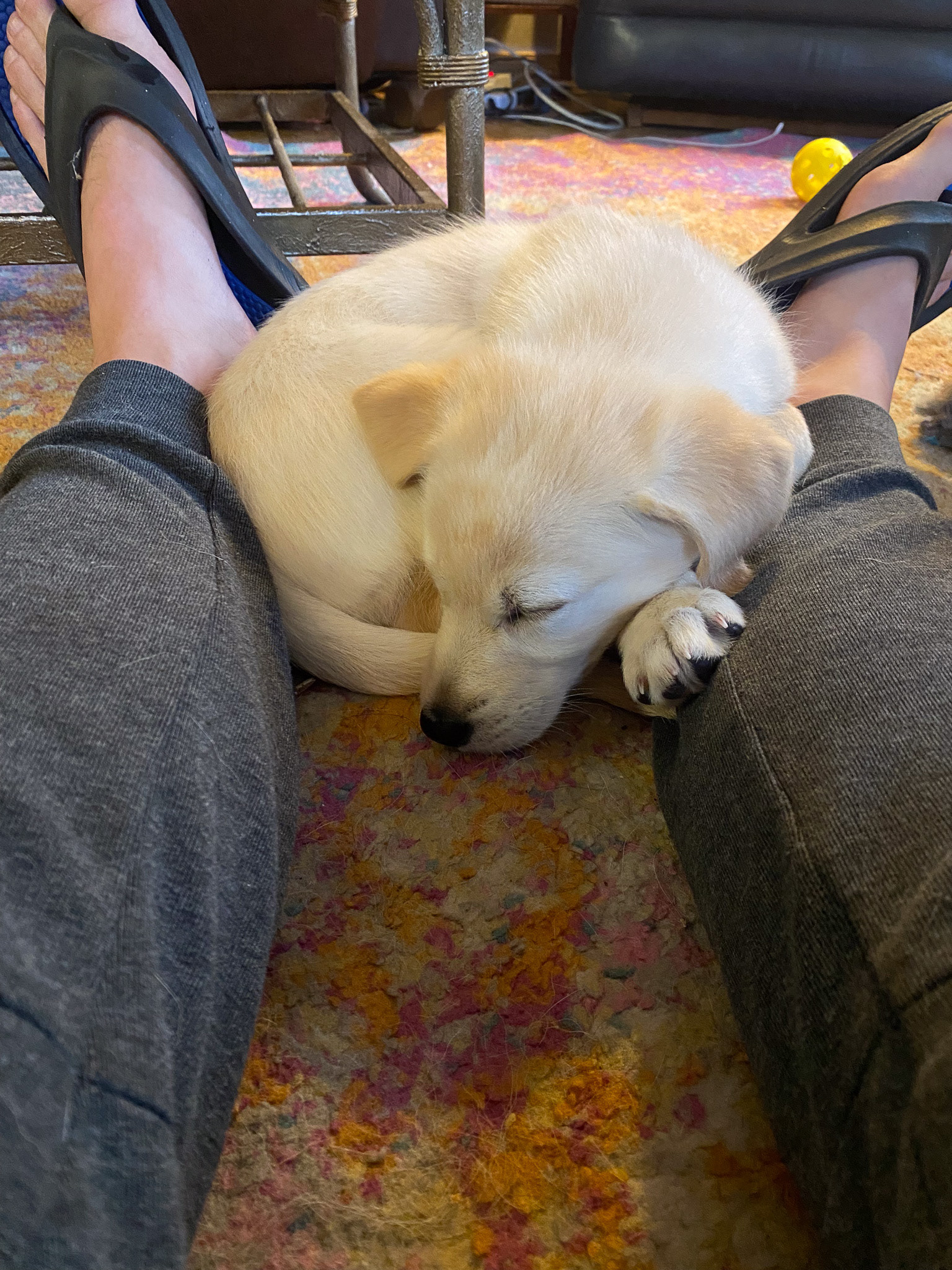 Fostering a puppy with NWT SPCA
