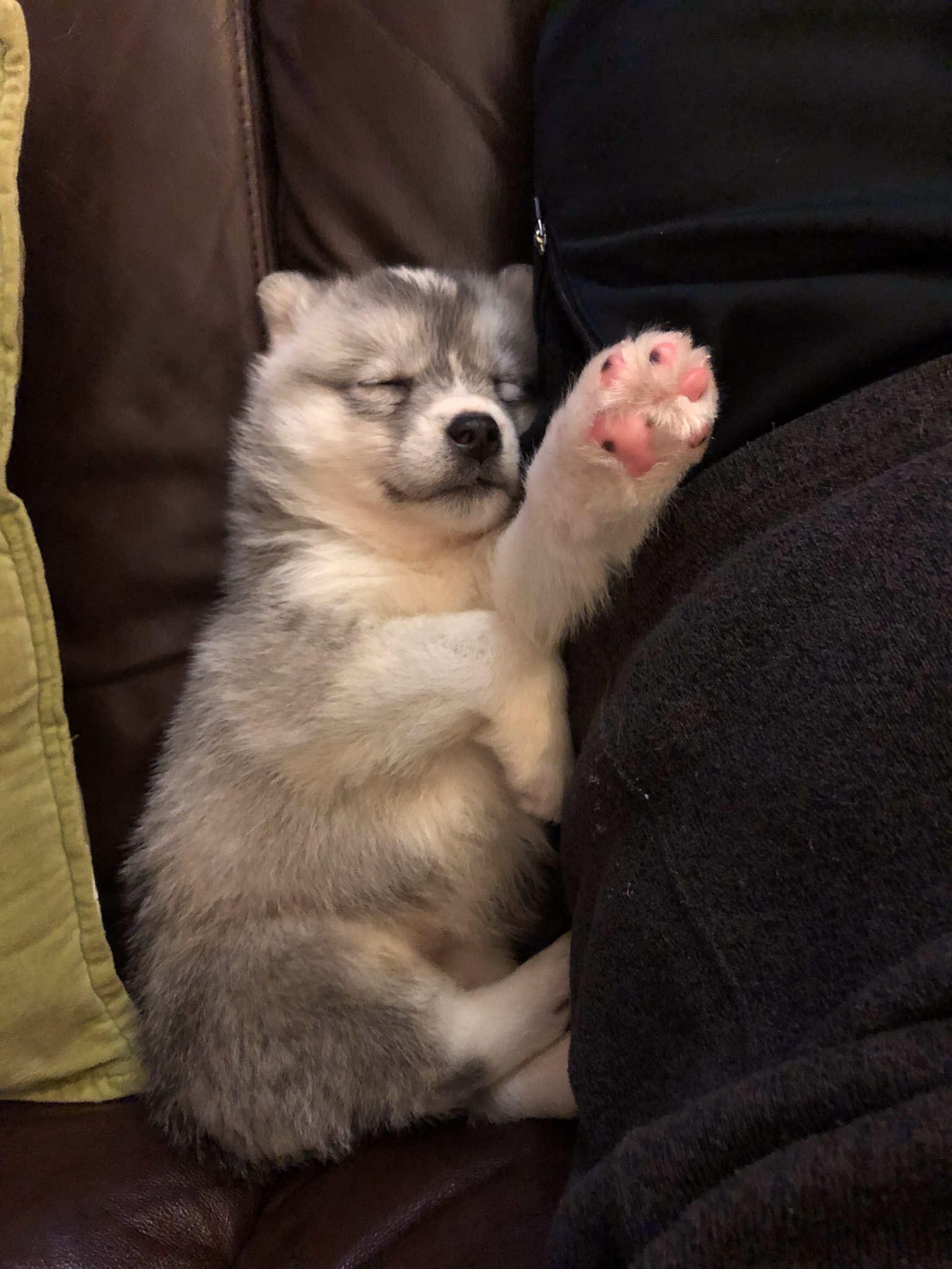 Foster puppy - Yellowknife, NWT