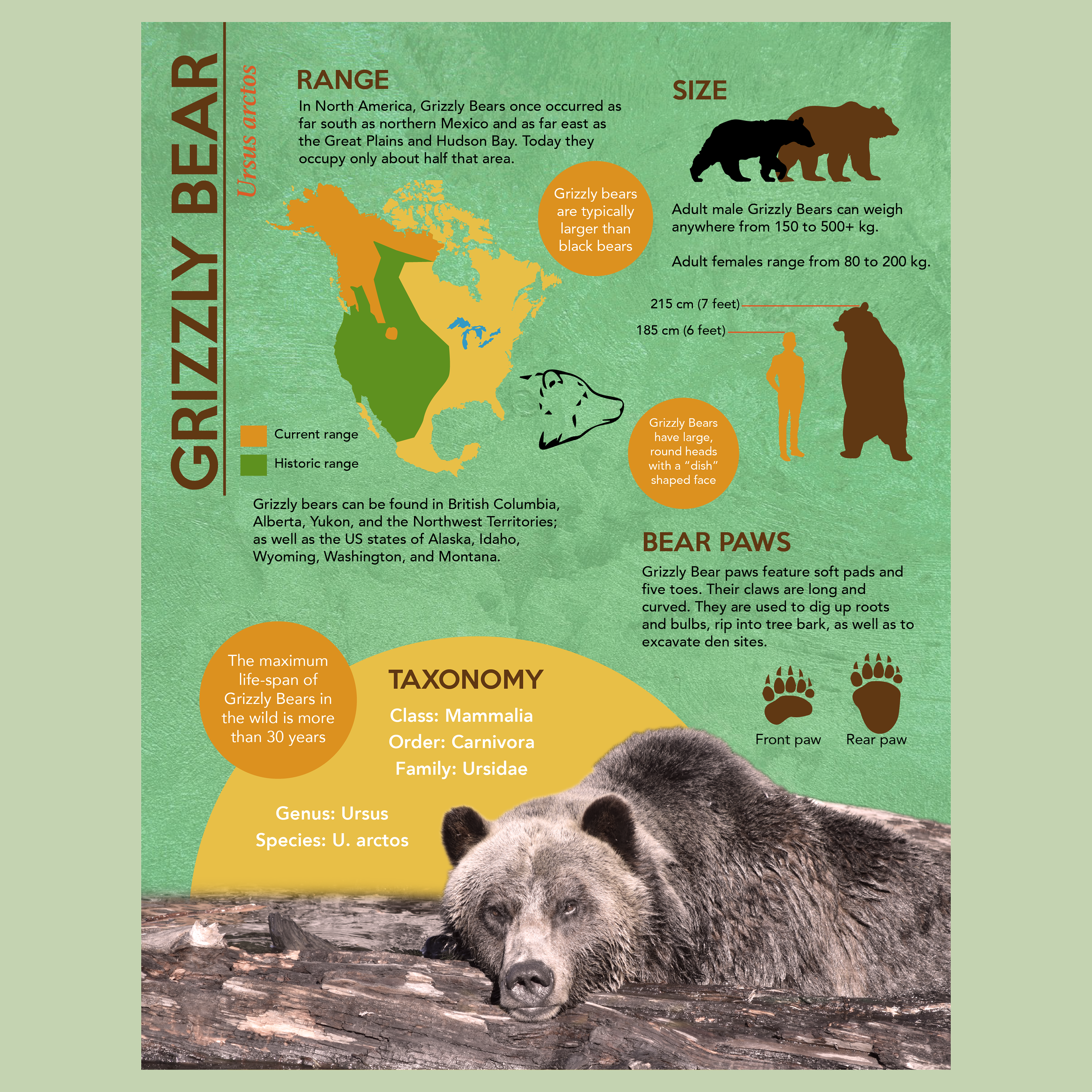 Grizzly Bear infographic - All research, design, and photography by Jozef Wolfe