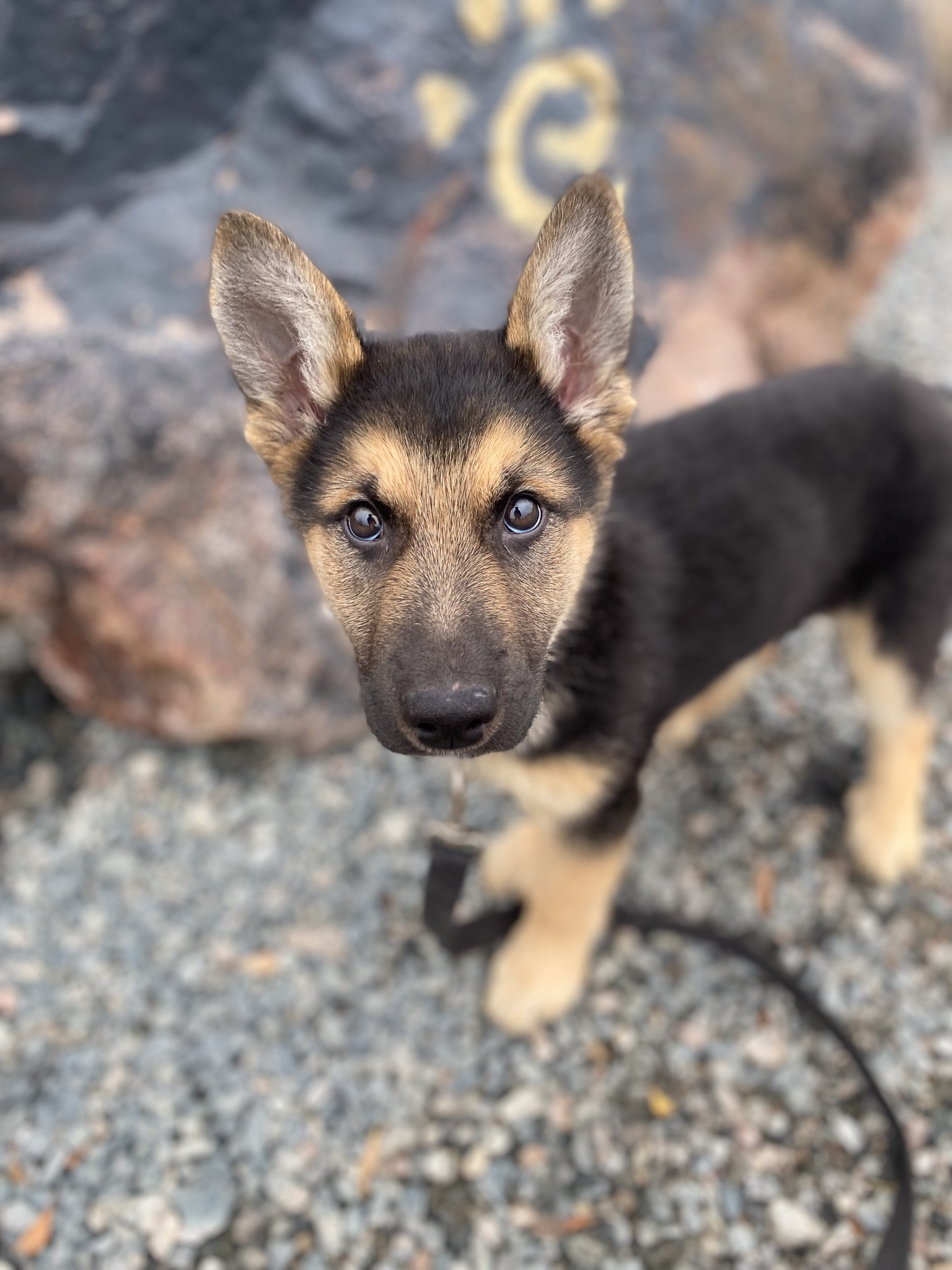 Volunteer dog-walking with NWT SPCA, Yellowknife, Canada