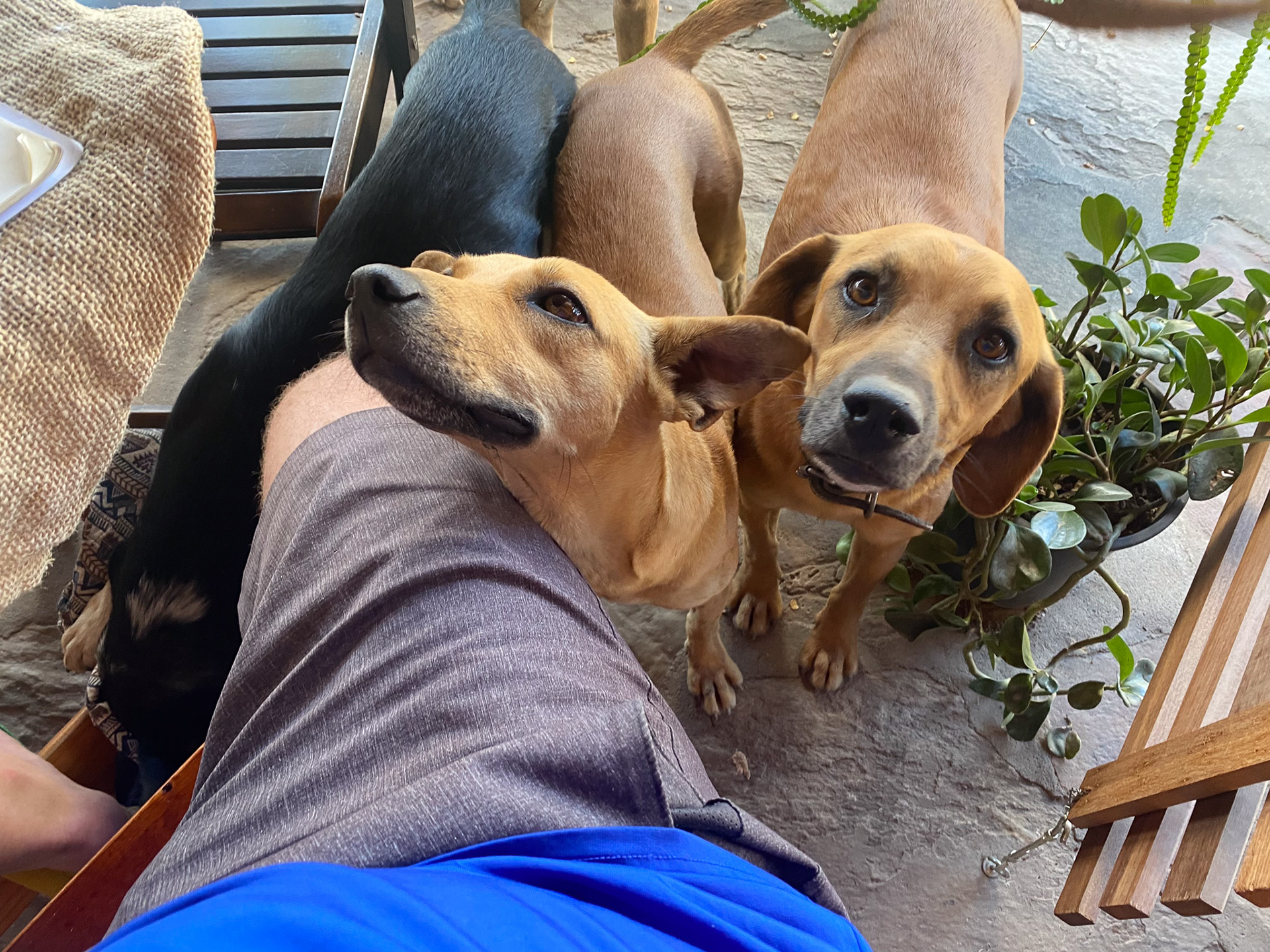 Street dogs in Cavalcante, Goias, Brazil