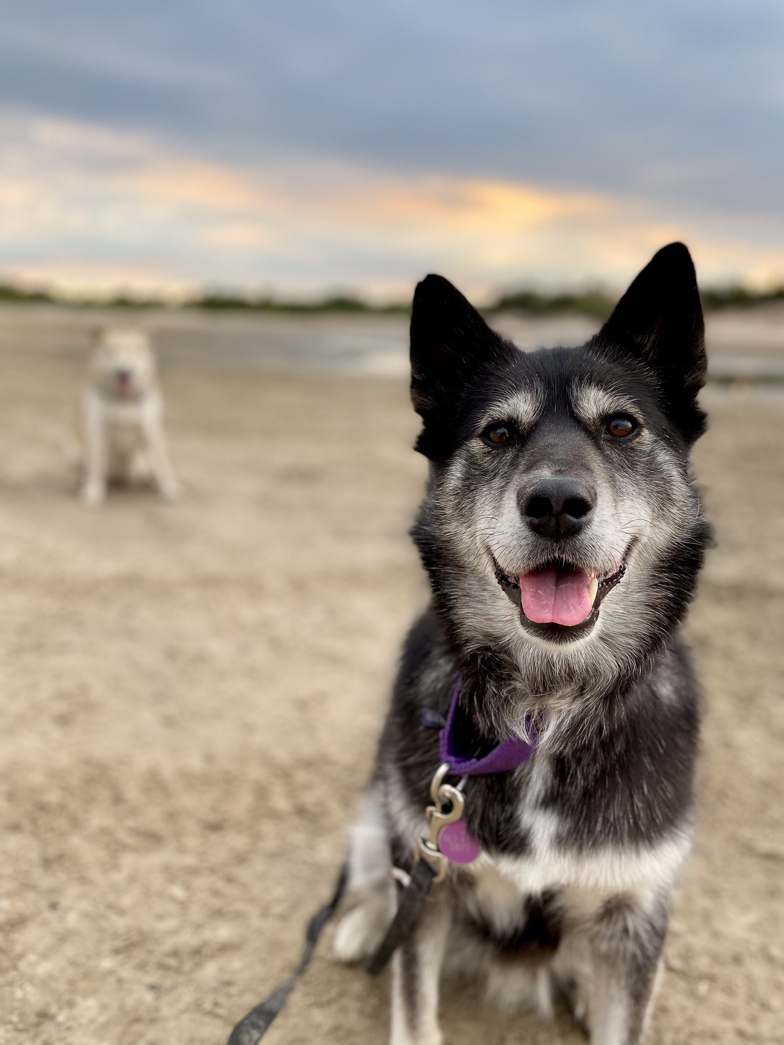 Naja - Yellowknife, Canada