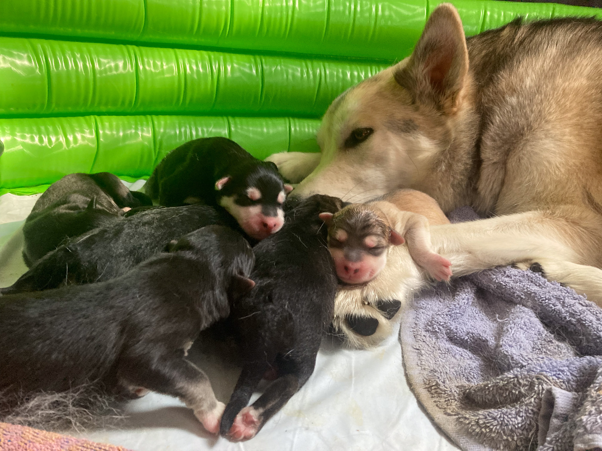 Nova and her litter of puppies
