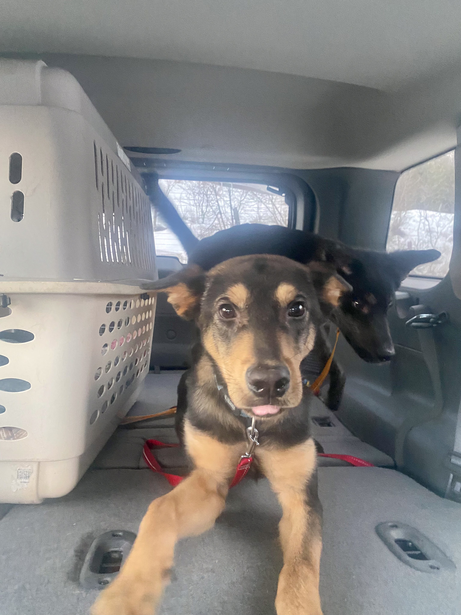 Transporting foster dogs with HEART Dog Rescue