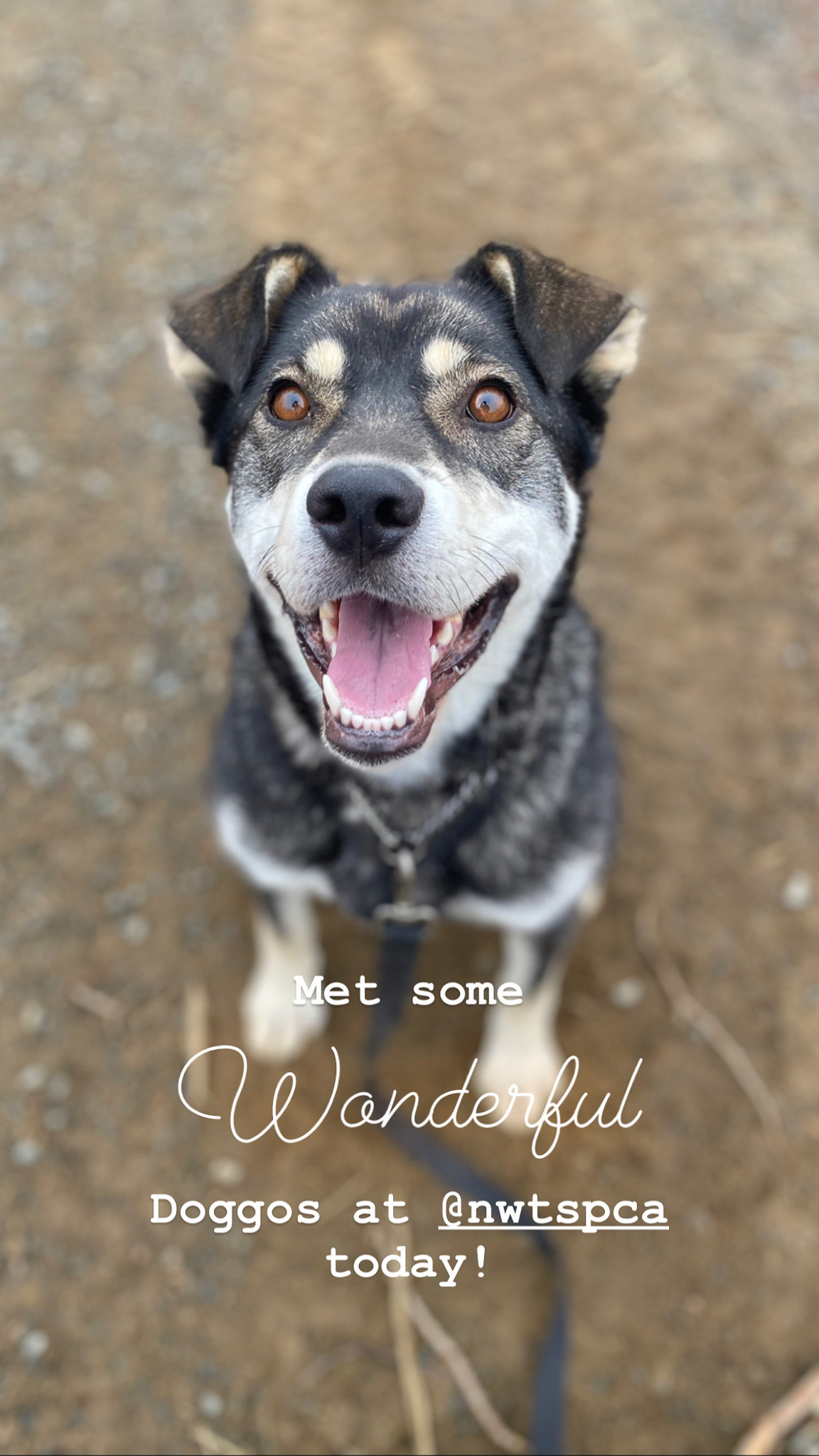 Volunteer dog-walking with NWT SPCA