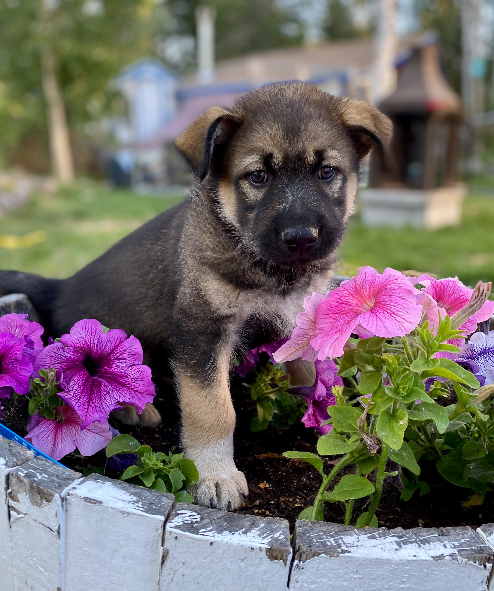 Foster puppy Rowlf