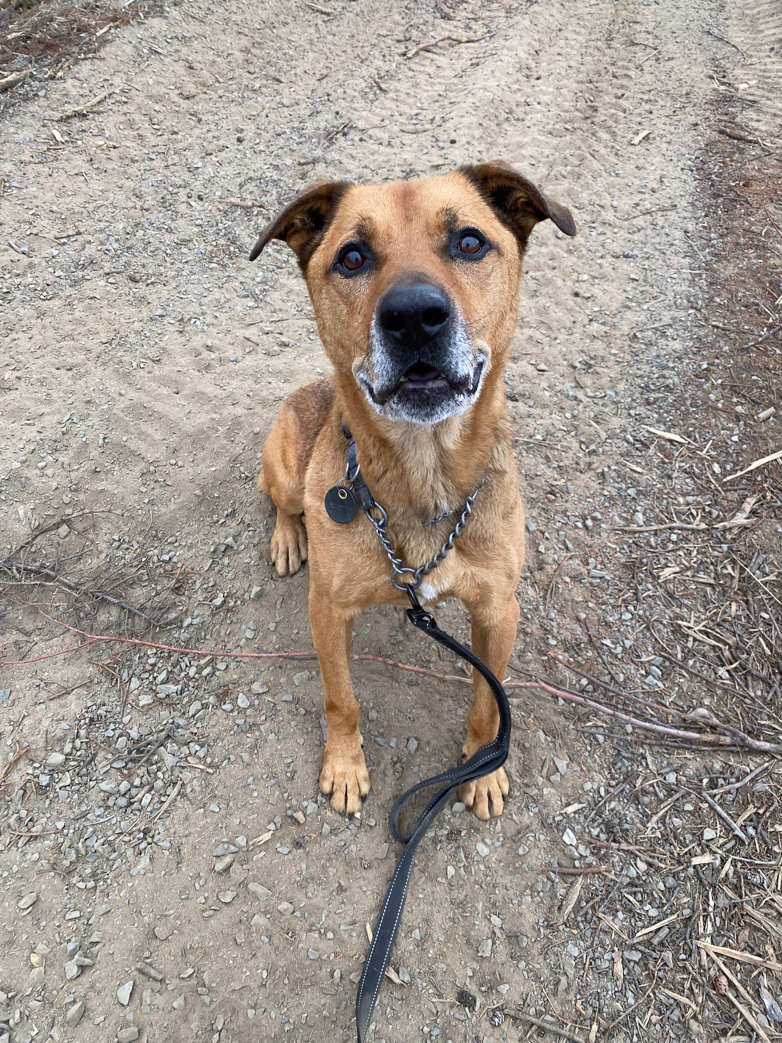 Volunteer dog-walking with NWT SPCA
