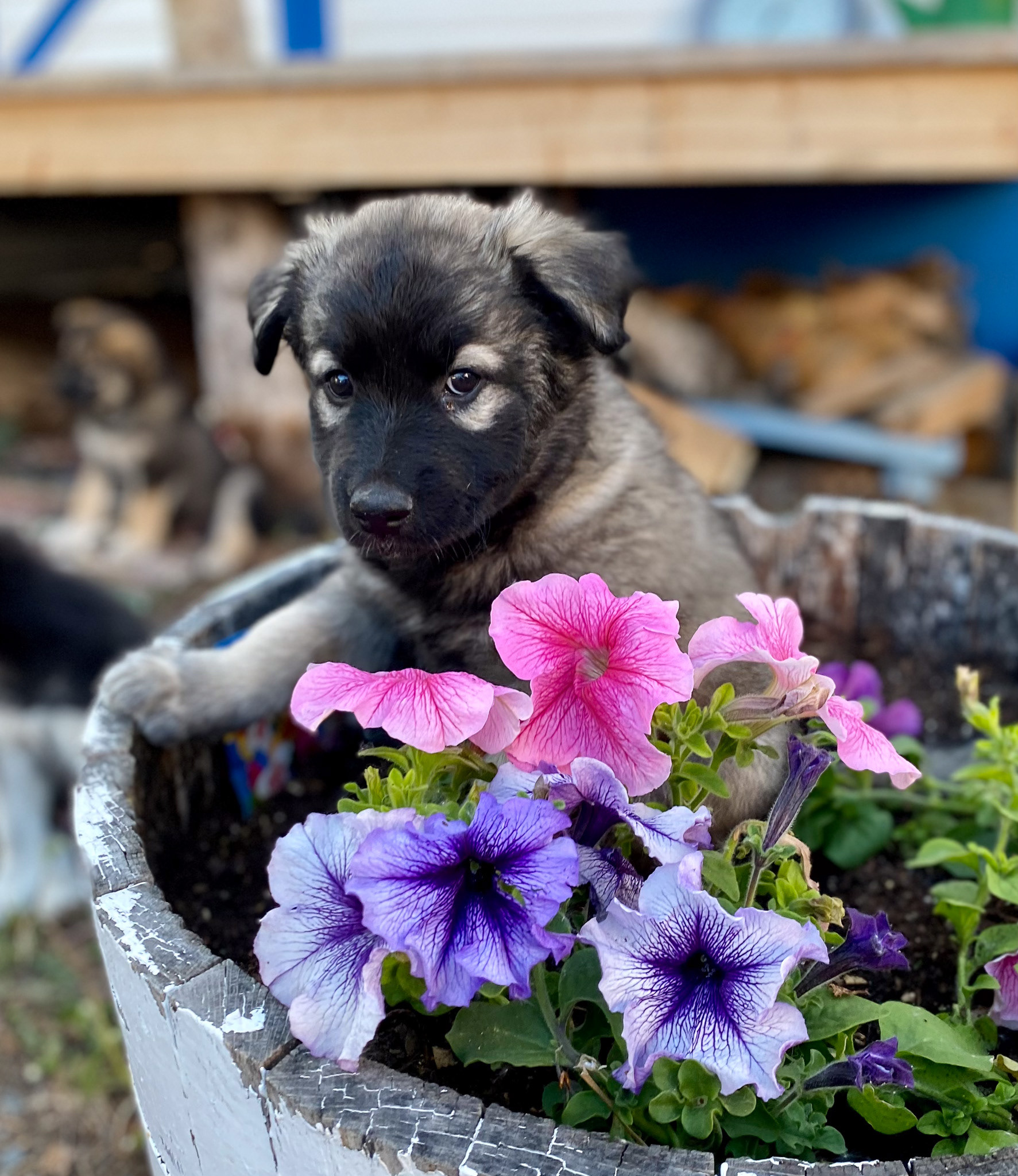 Foster puppy Camila