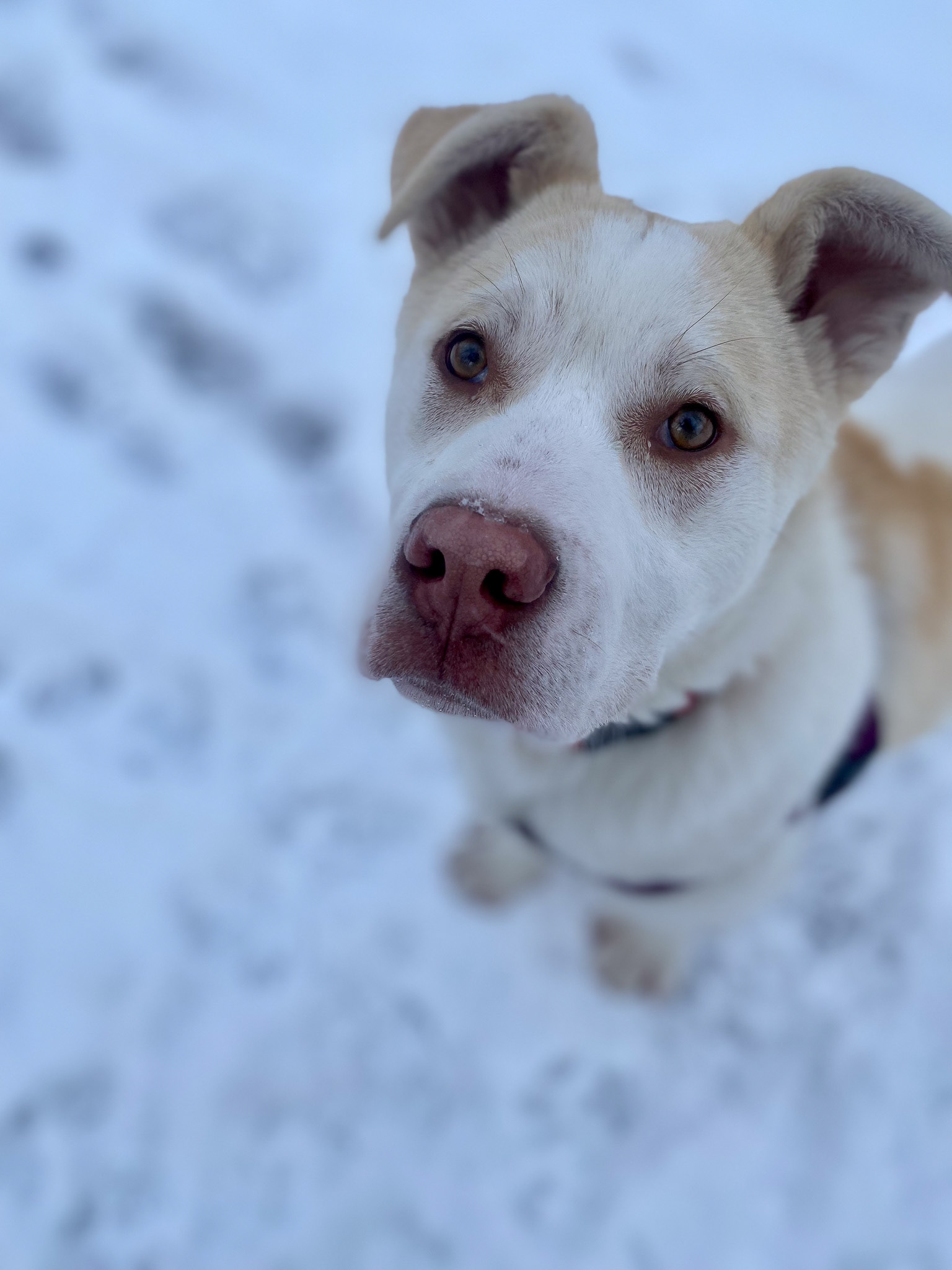 Foster dog with HEART Dog Rescue