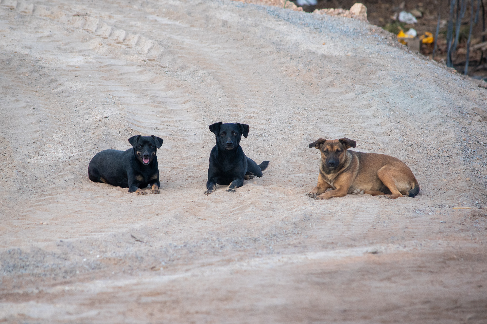 Street dogs in São Jorge, Goias, Brazil