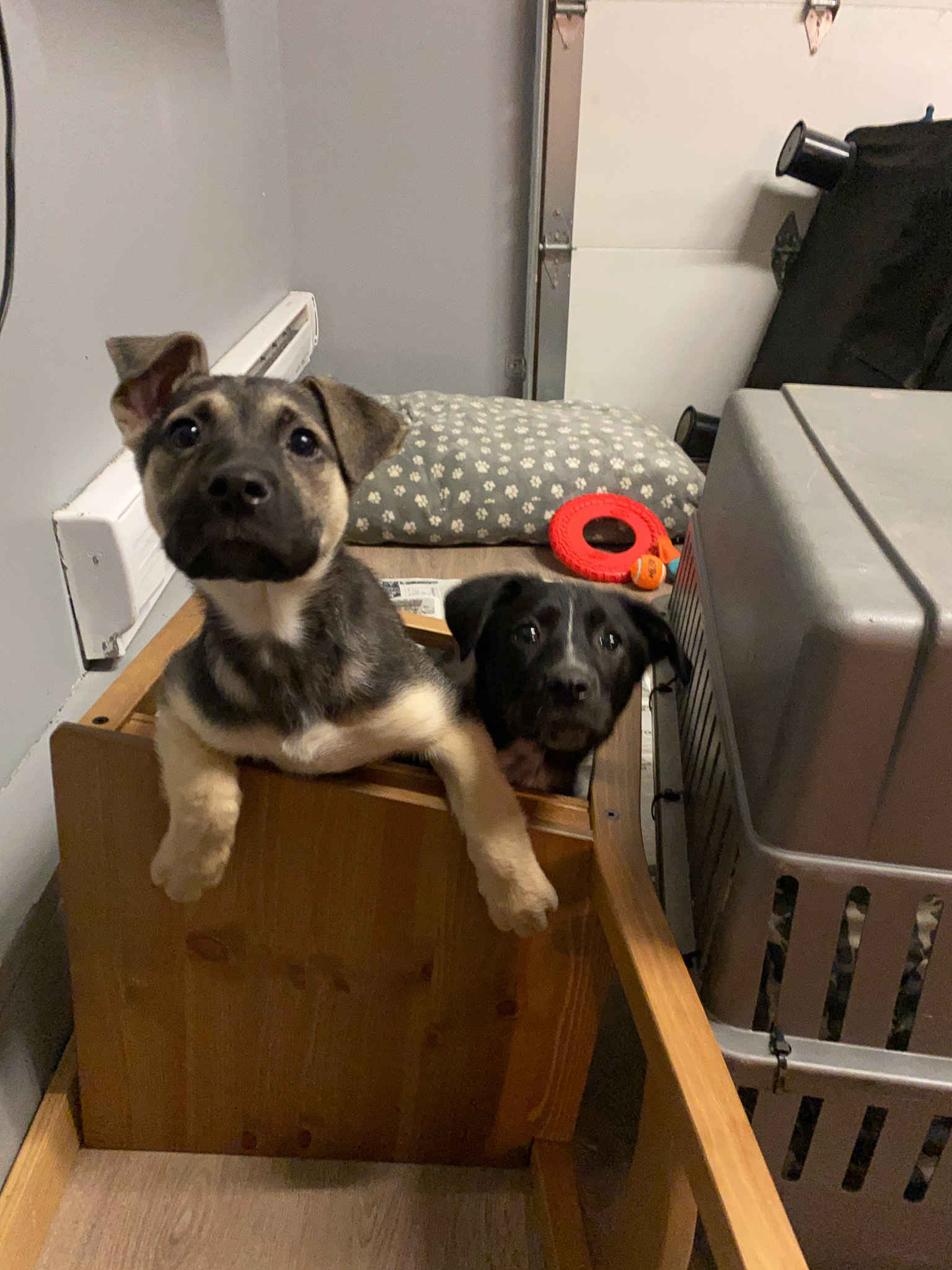 Foster puppies with HEART Dog Rescue