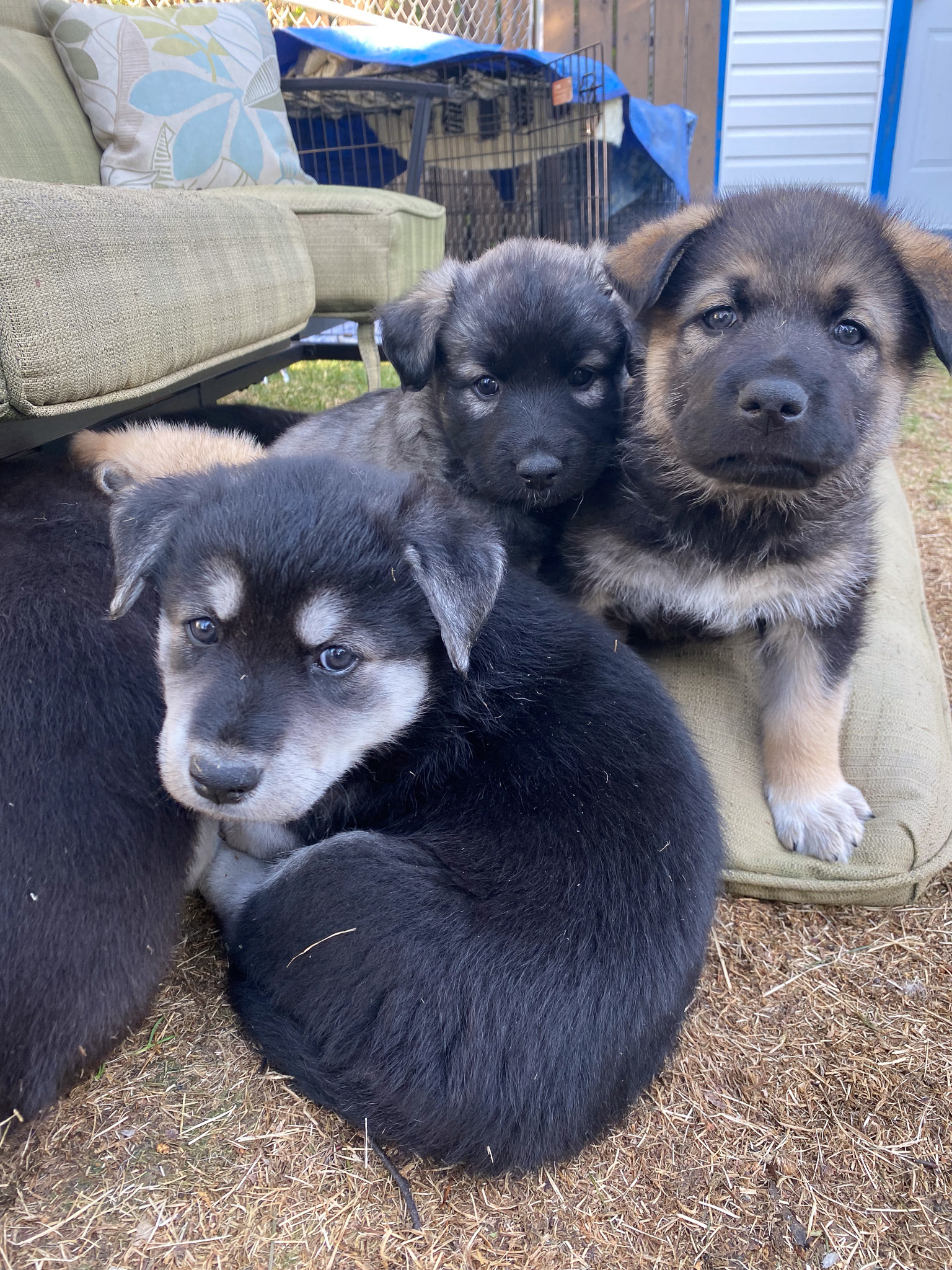 Foster puppies