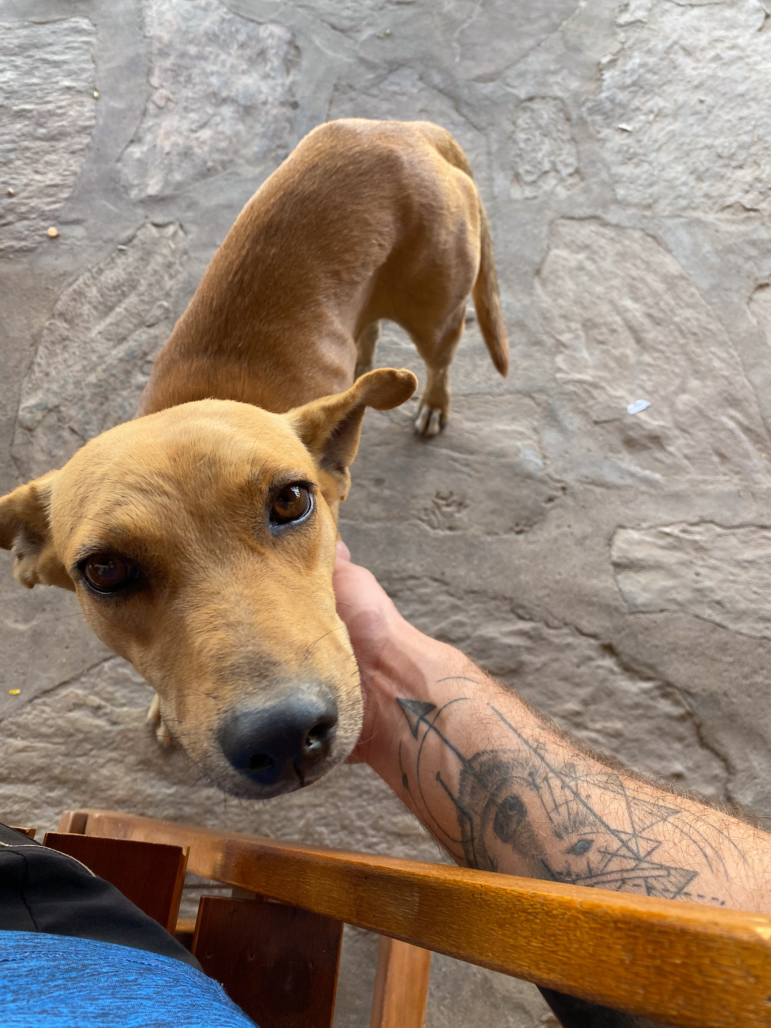 Street dog in Cavalcante, Goias, Brazil