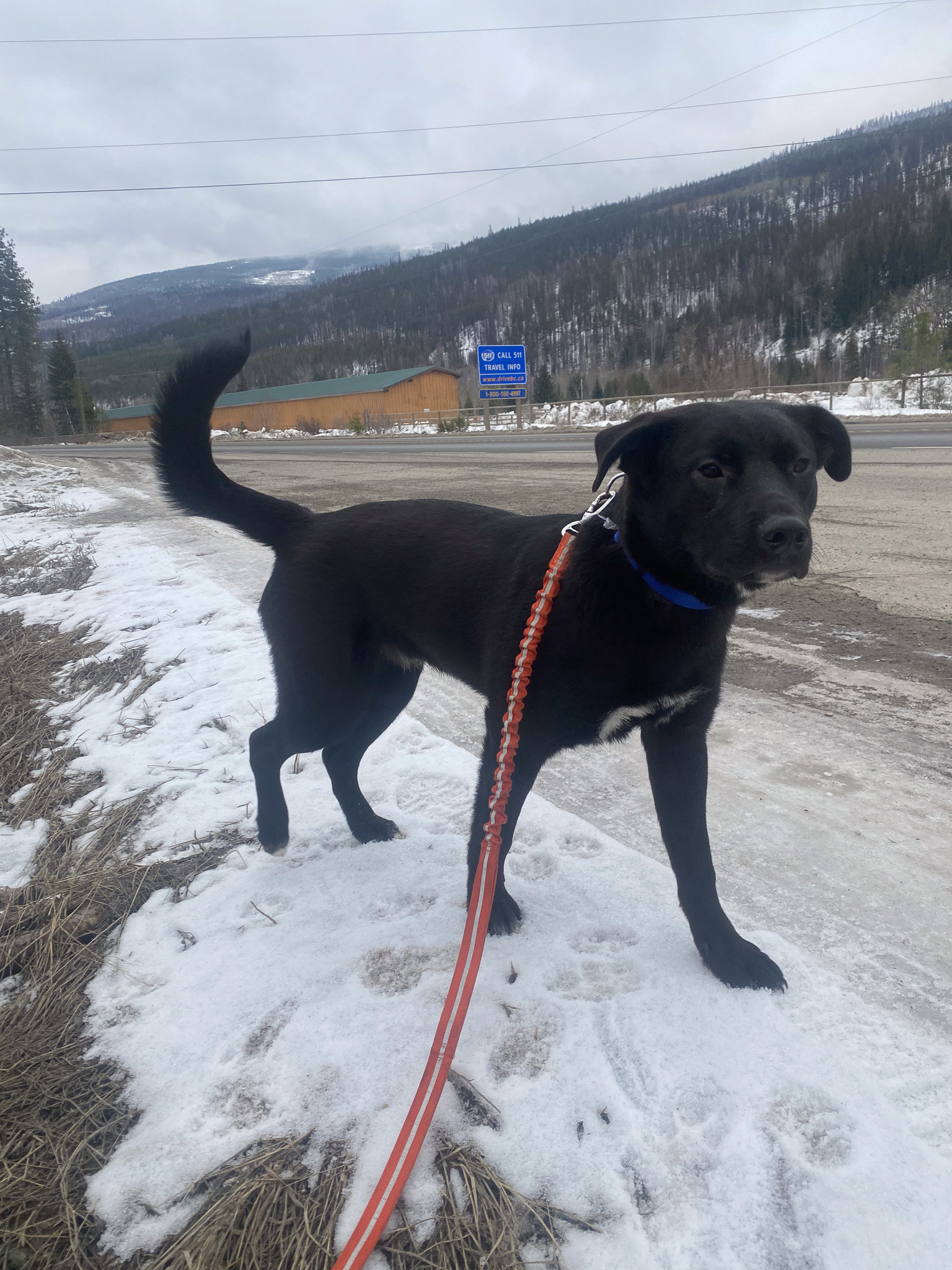 Transporting foster dogs with HEART Dog Rescue