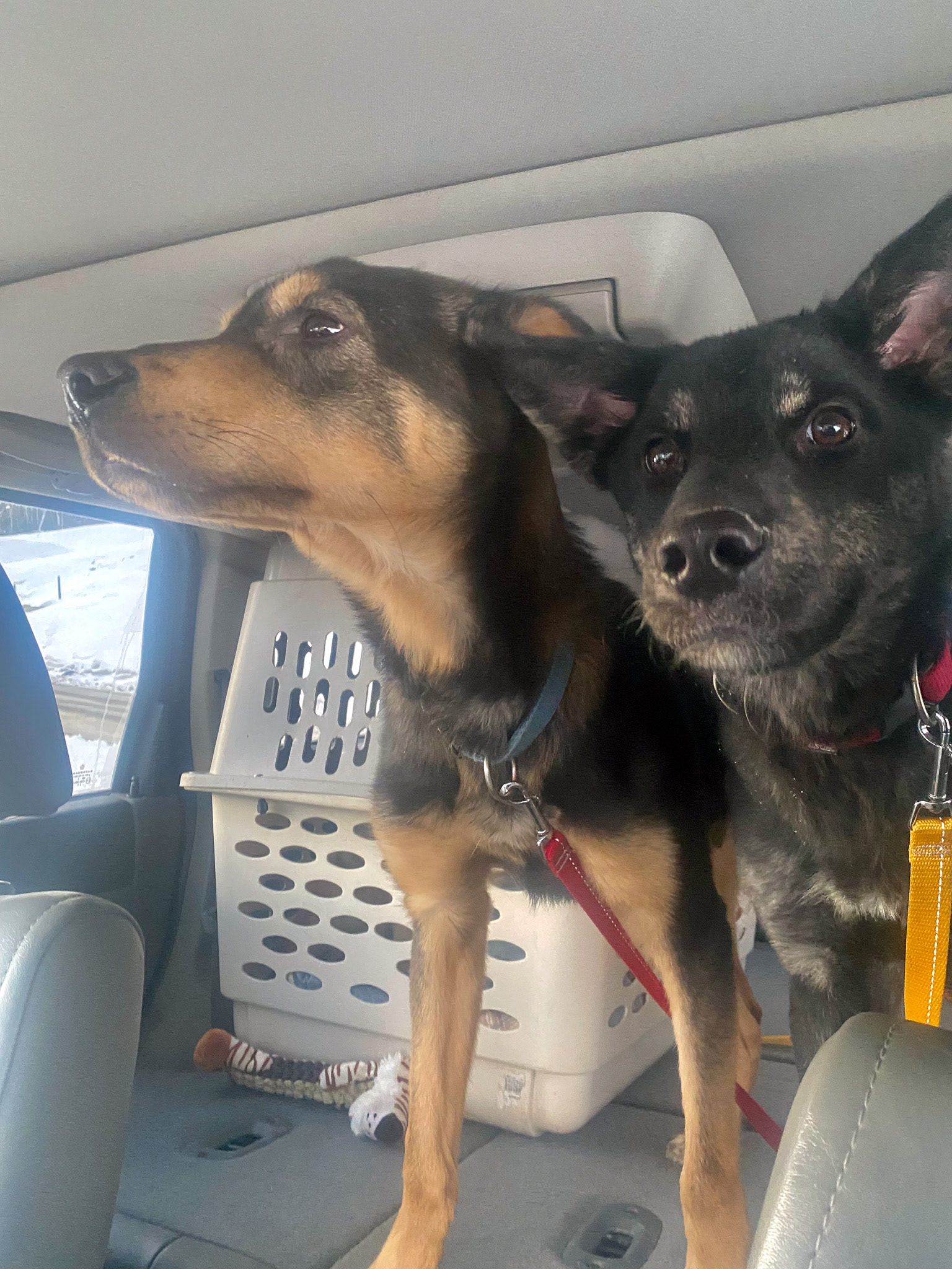 Transporting foster dogs with HEART Dog Rescue