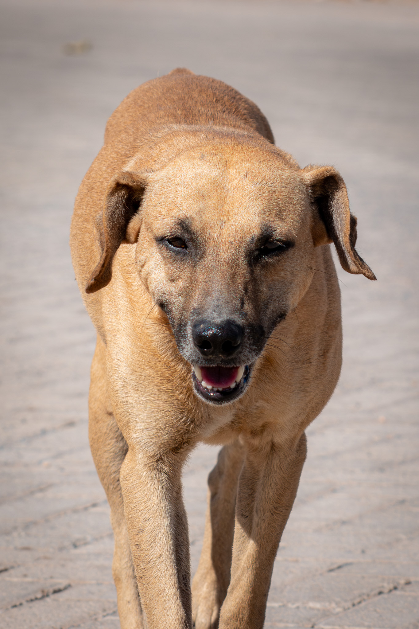 Bruno - São Jorge, Goias, Brazil