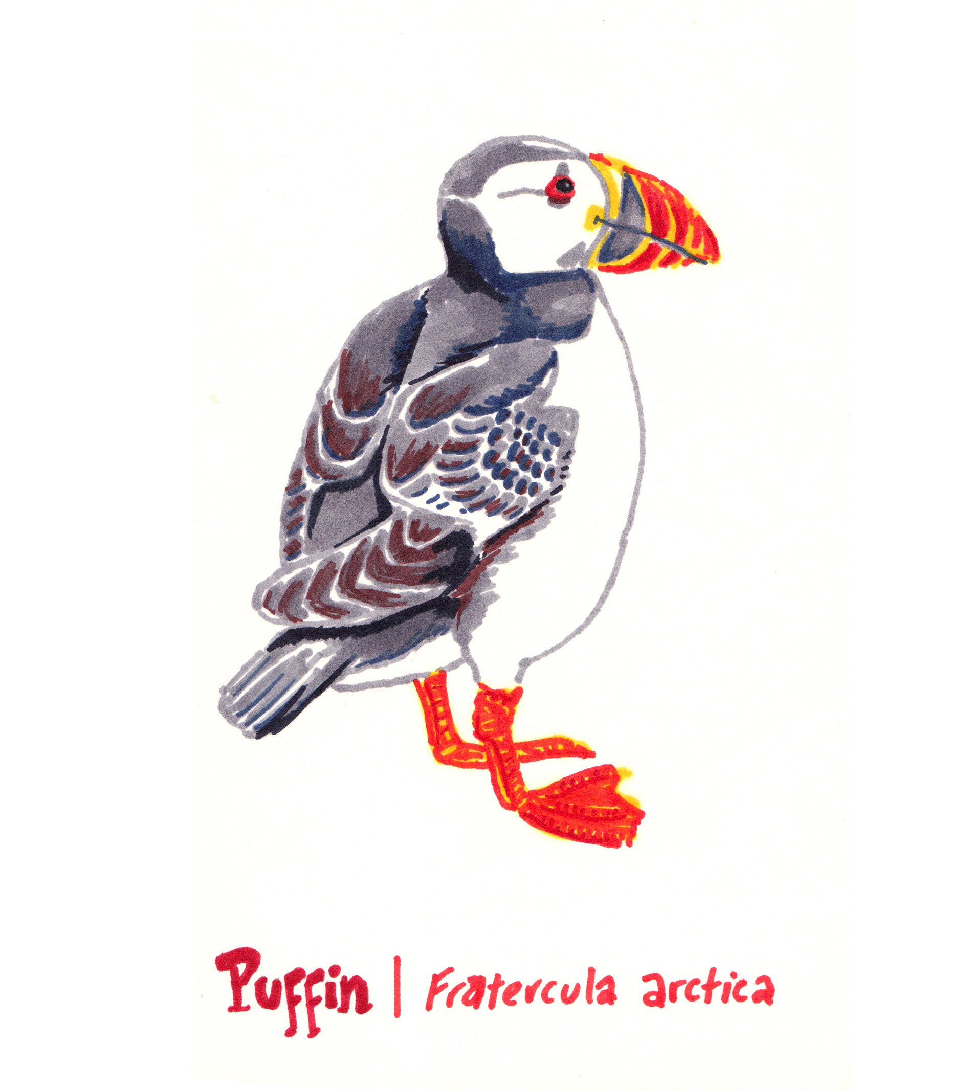Marker sketch of a Puffin